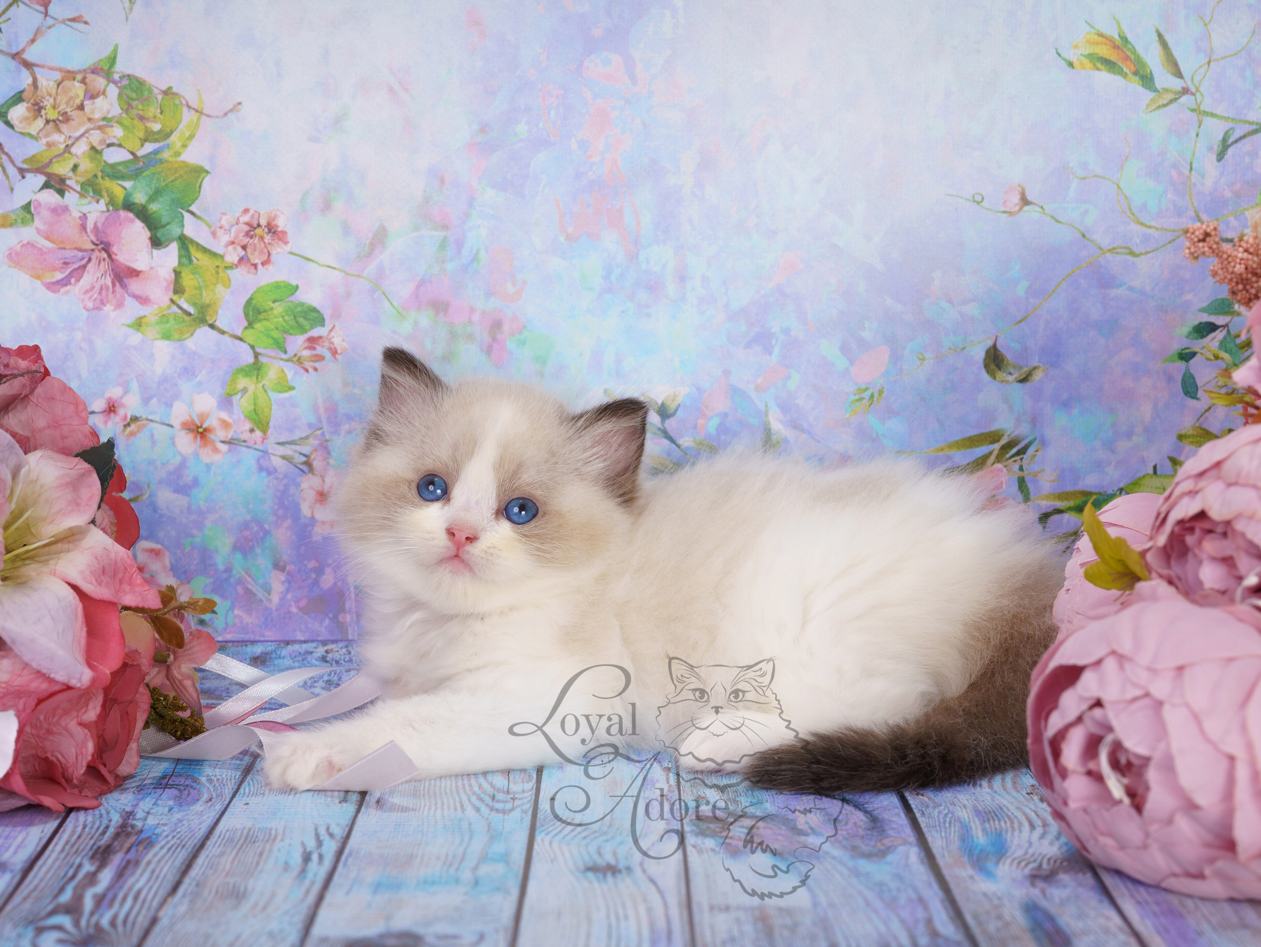 Котята рэгдолл от Loyal Adore. Питомник рэгдолл Loyal Adore