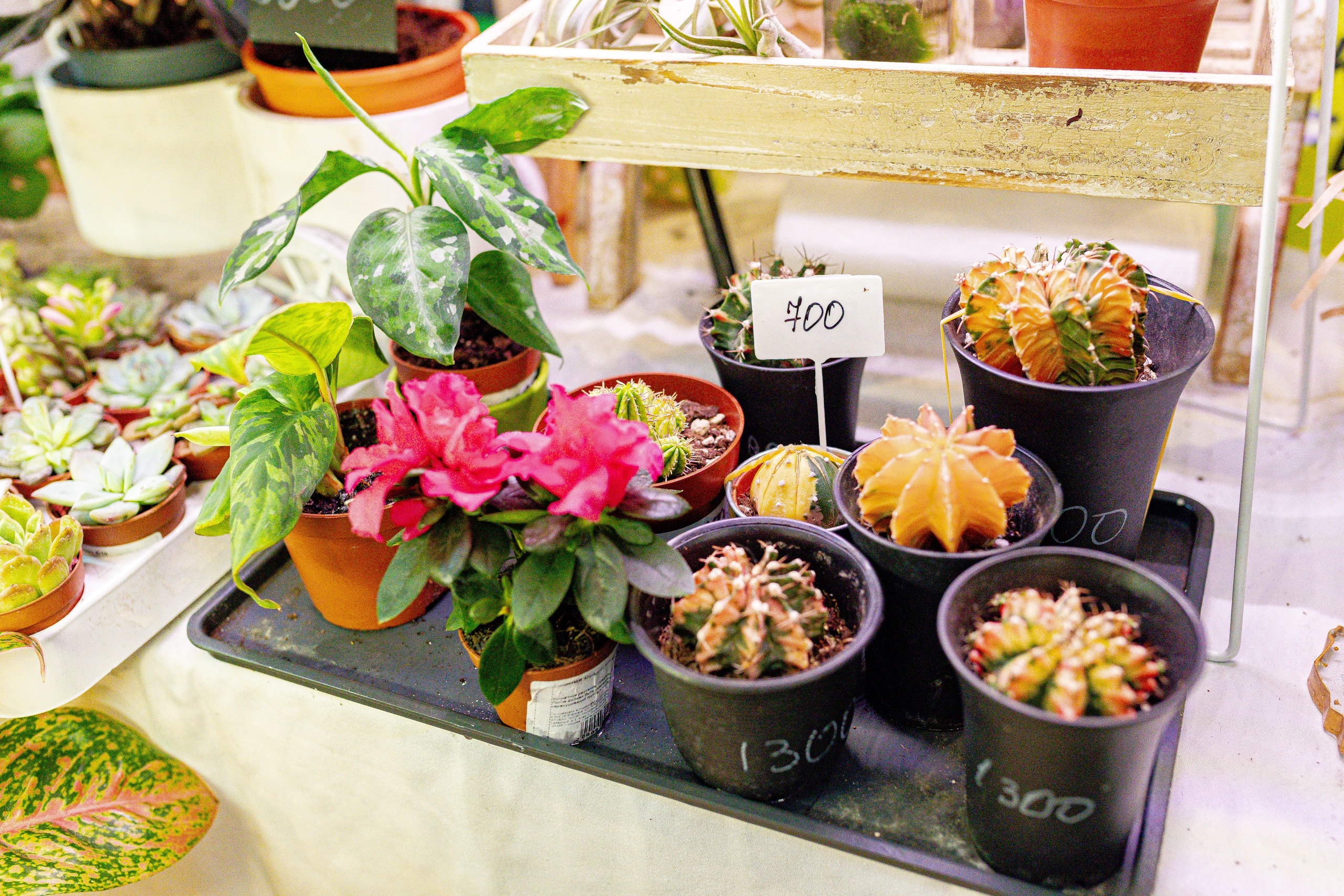 Growbox 1–2 марта. Александра Куликова фотограф, Москва