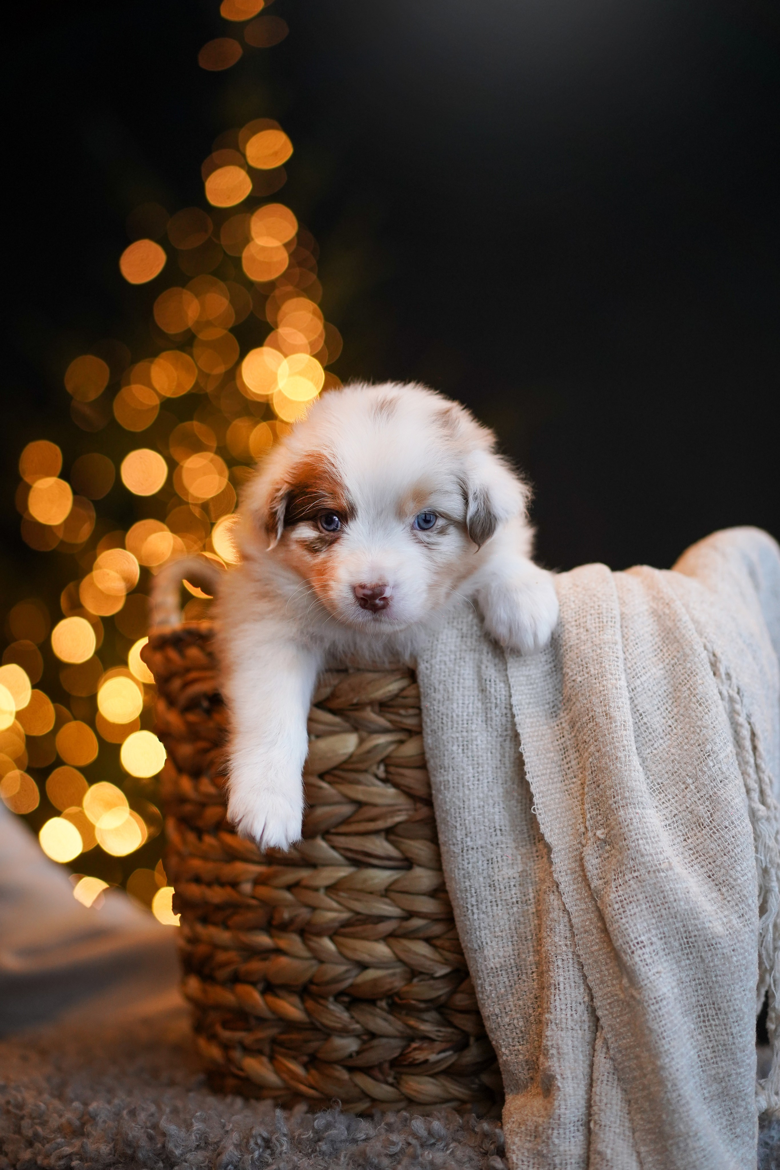 Щенки австралийской овчарки. Фотограф-анималист в Санкт-Петербурге Яна Мартынова