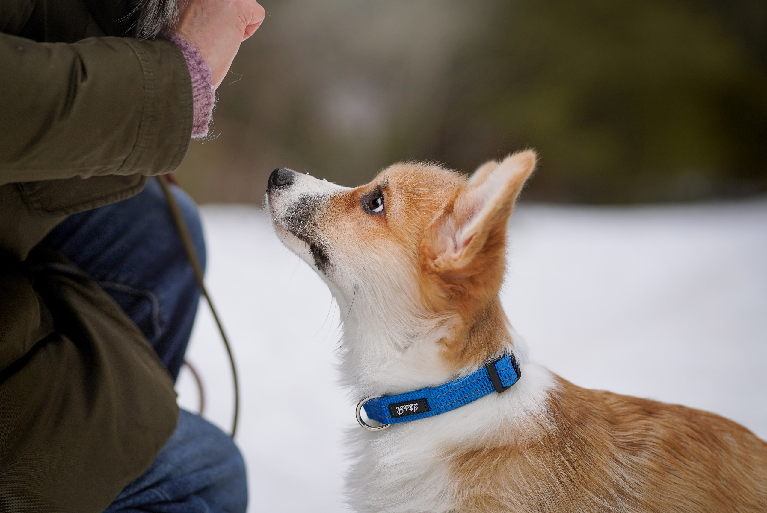Щенки корги. Фотограф-анималист в Санкт-Петербурге Яна Мартынова