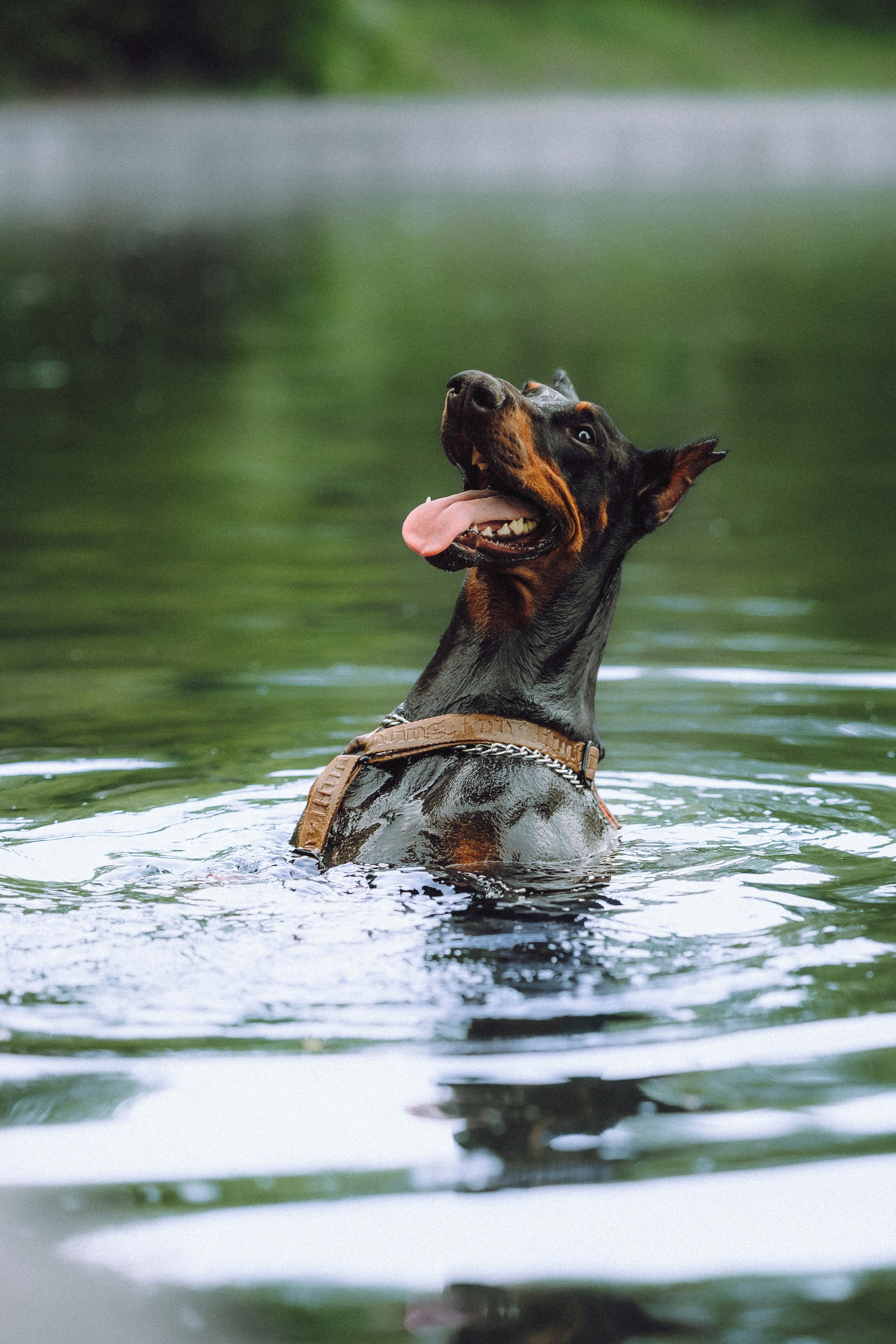 Паша, Хайди и Тея