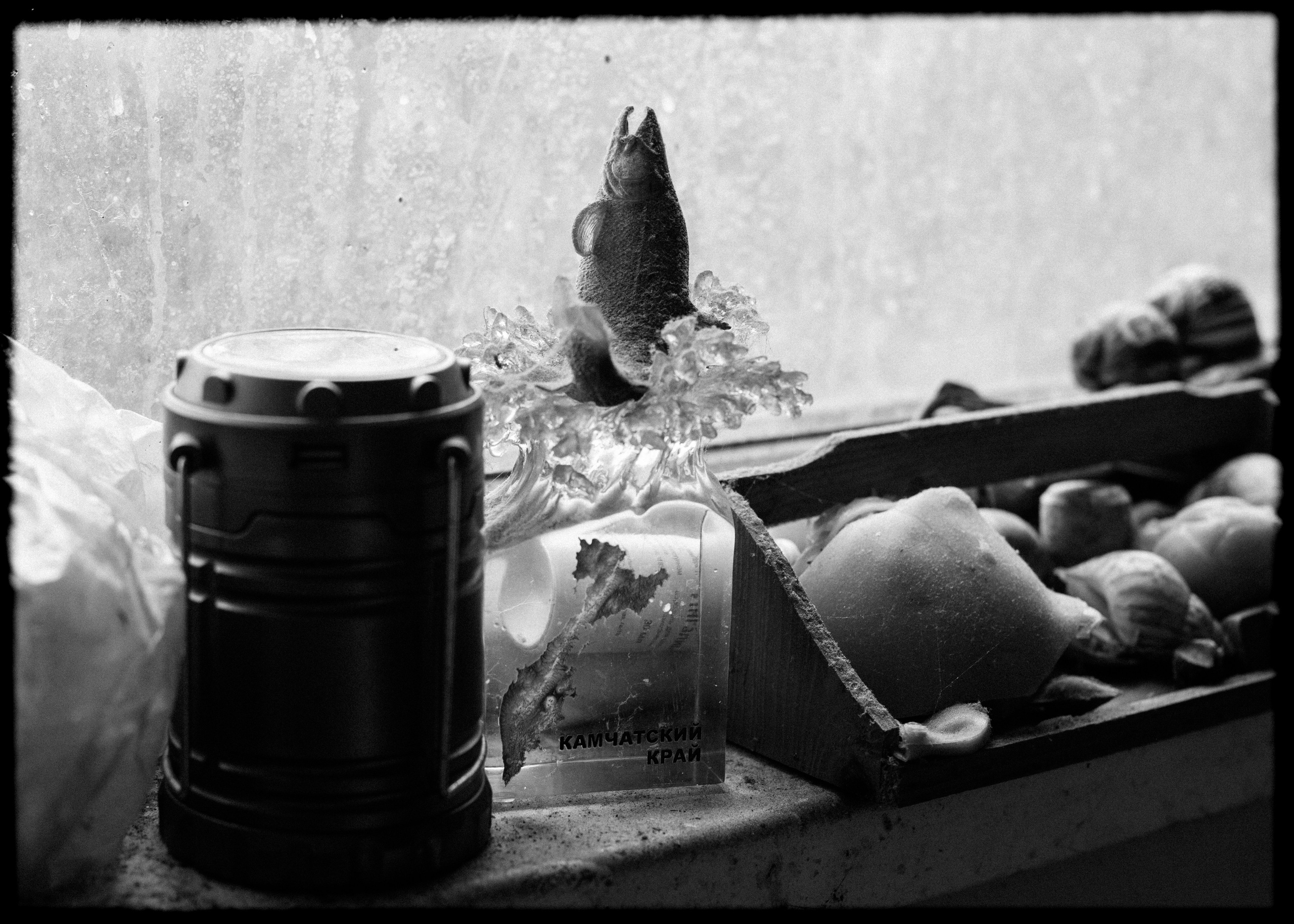 (YarOman) Жизнь в лесу. Фотография, как она есть