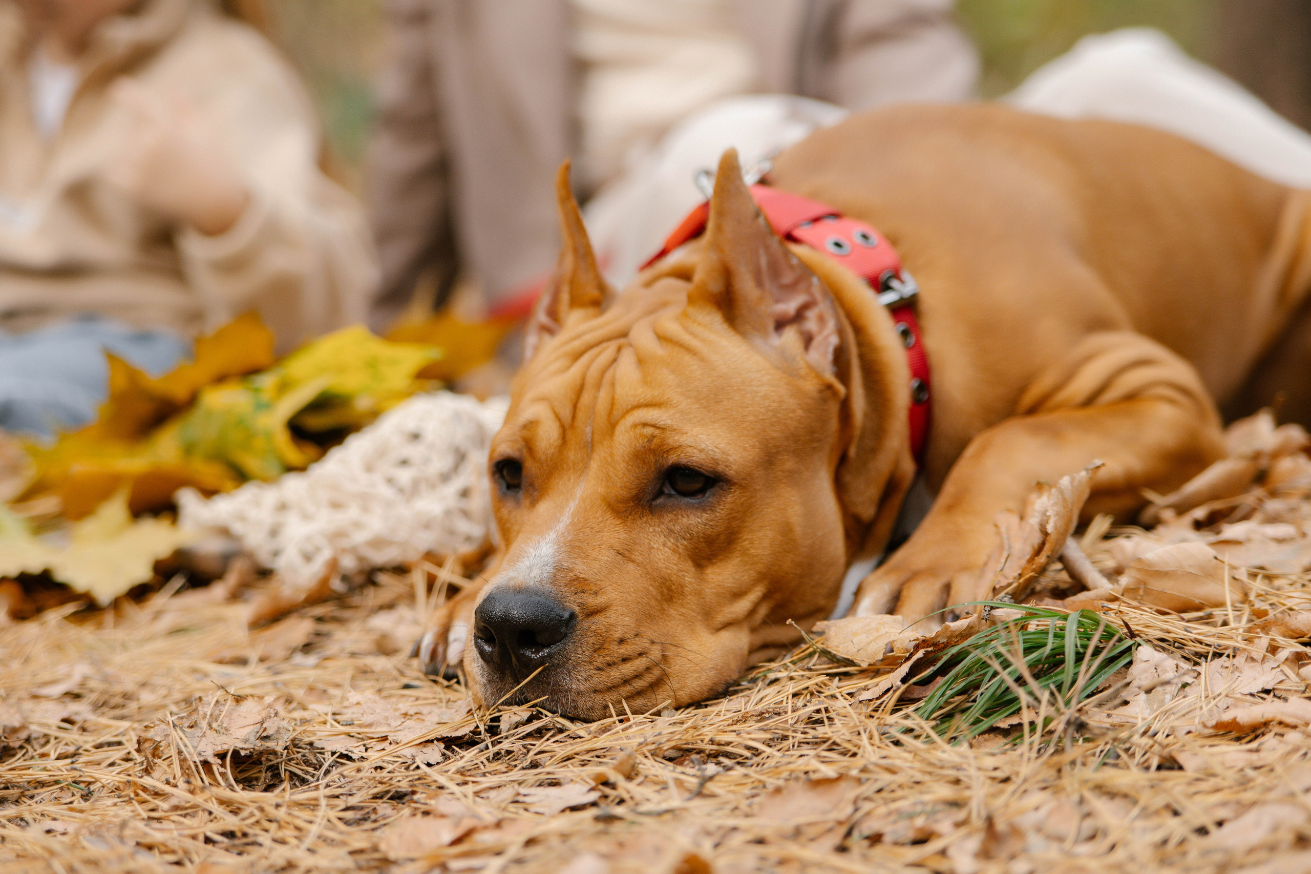 Семейные фотосессии. Фотограф в городе Лыткарино Волкова Ольга