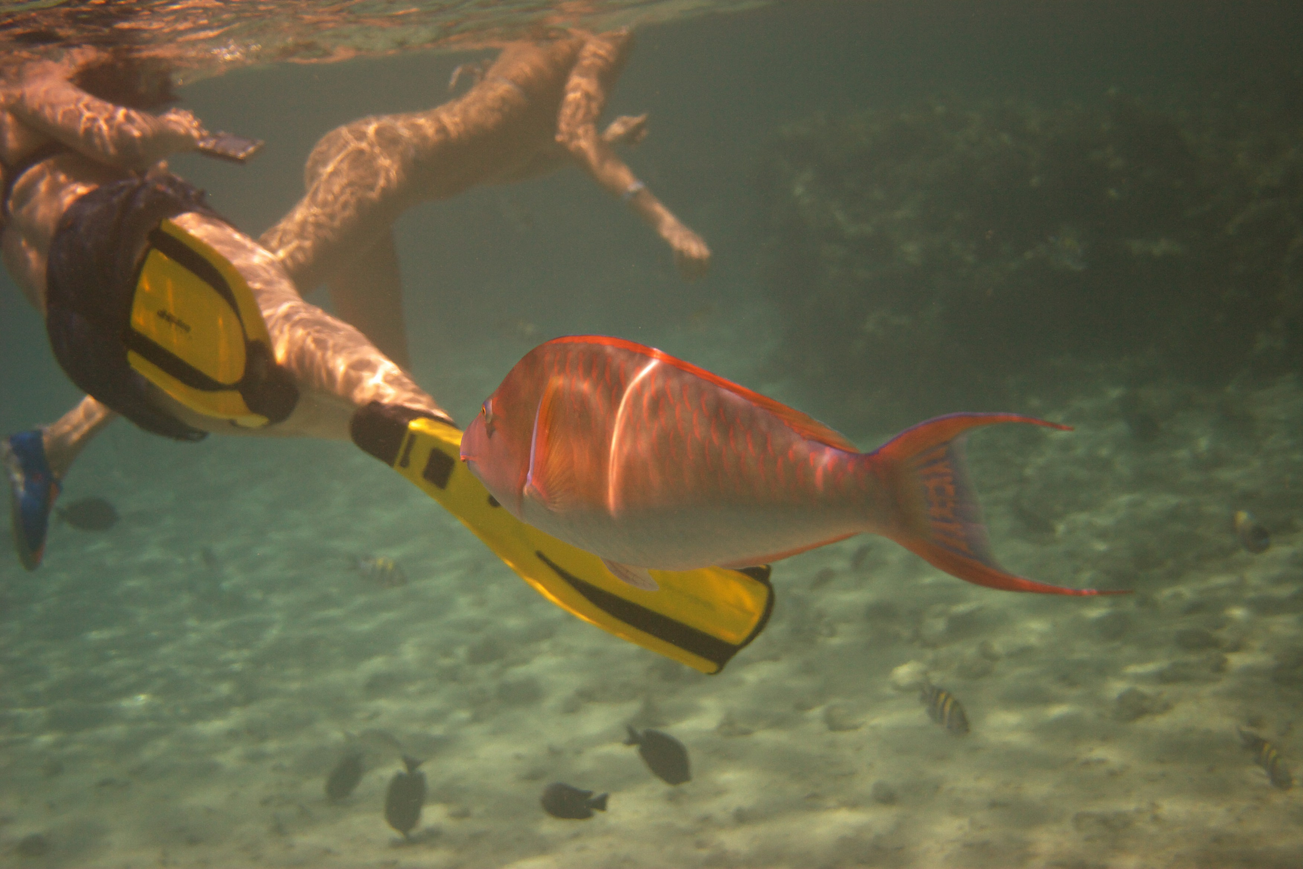 Под водой. Миша Печёнкин | фотография