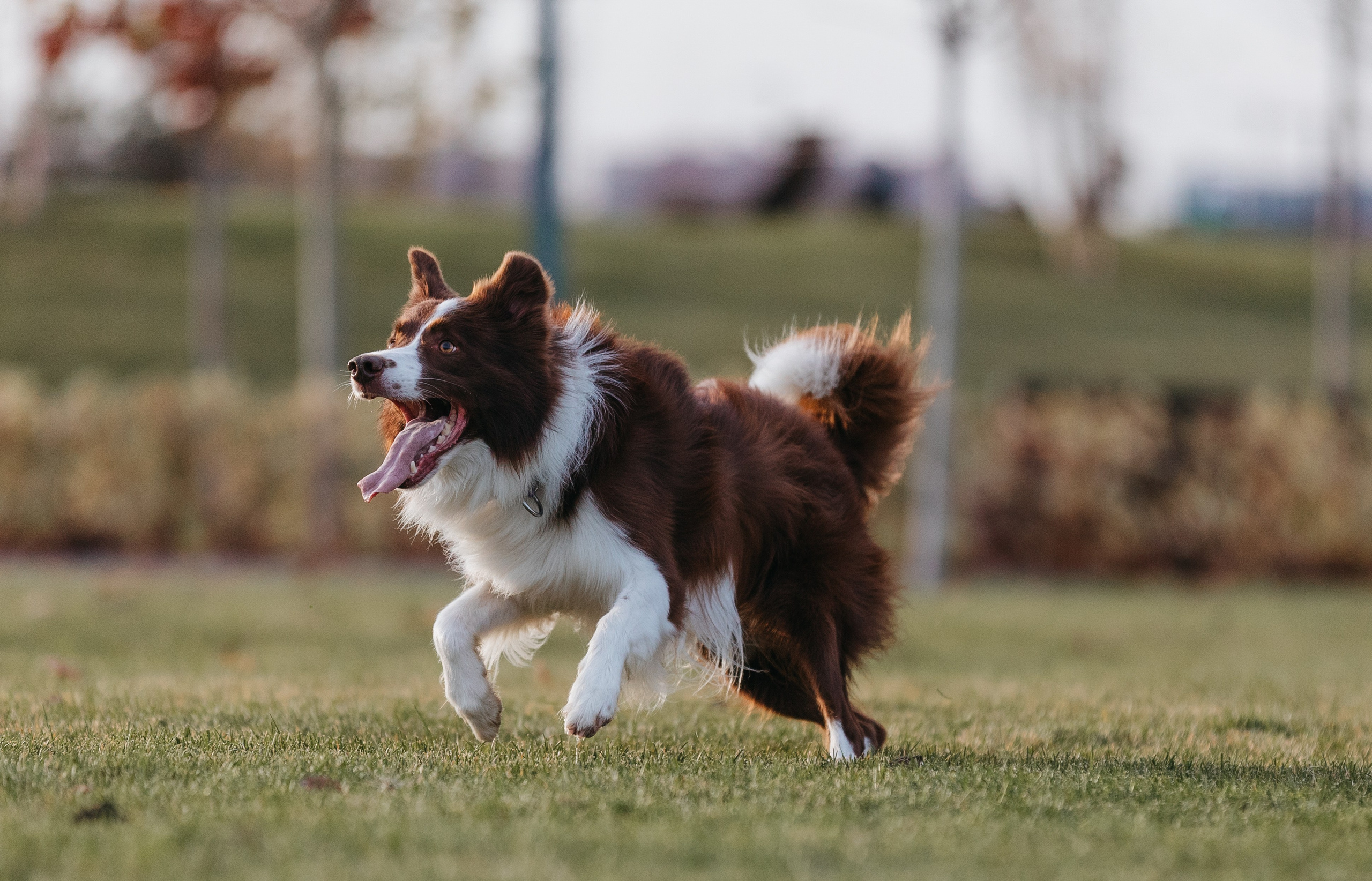 Маша и Тори. Фотограф — анималист Светлана Кысса|фотограф собак в Краснодаре и Нижнем Новгороде