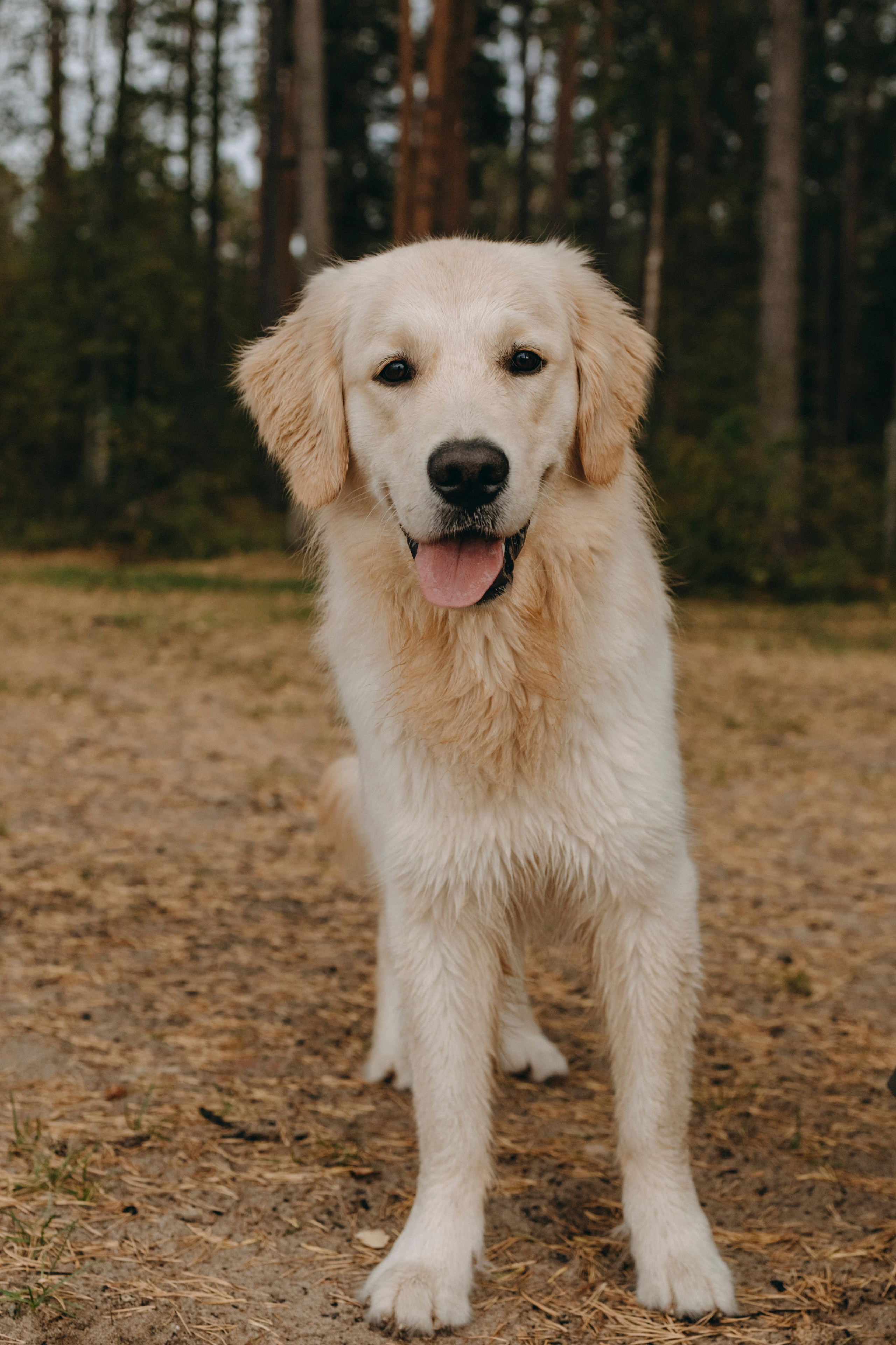 Прогулка Насти с Арчи и Арагоном. Фотограф-анималист в Санкт-Петеребурге Титова Алиса
