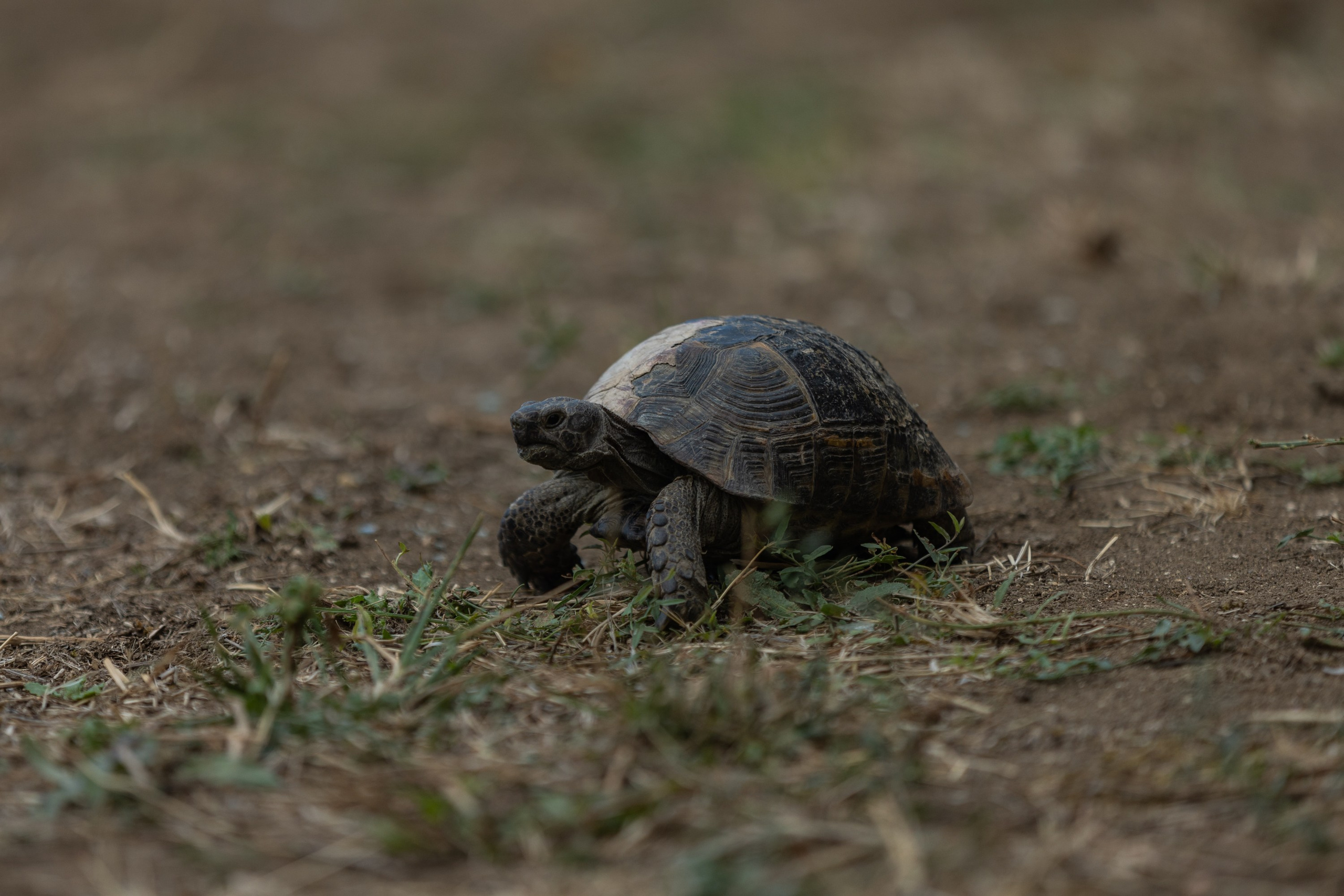 Дербент. Фотограф Владимир Охрименко