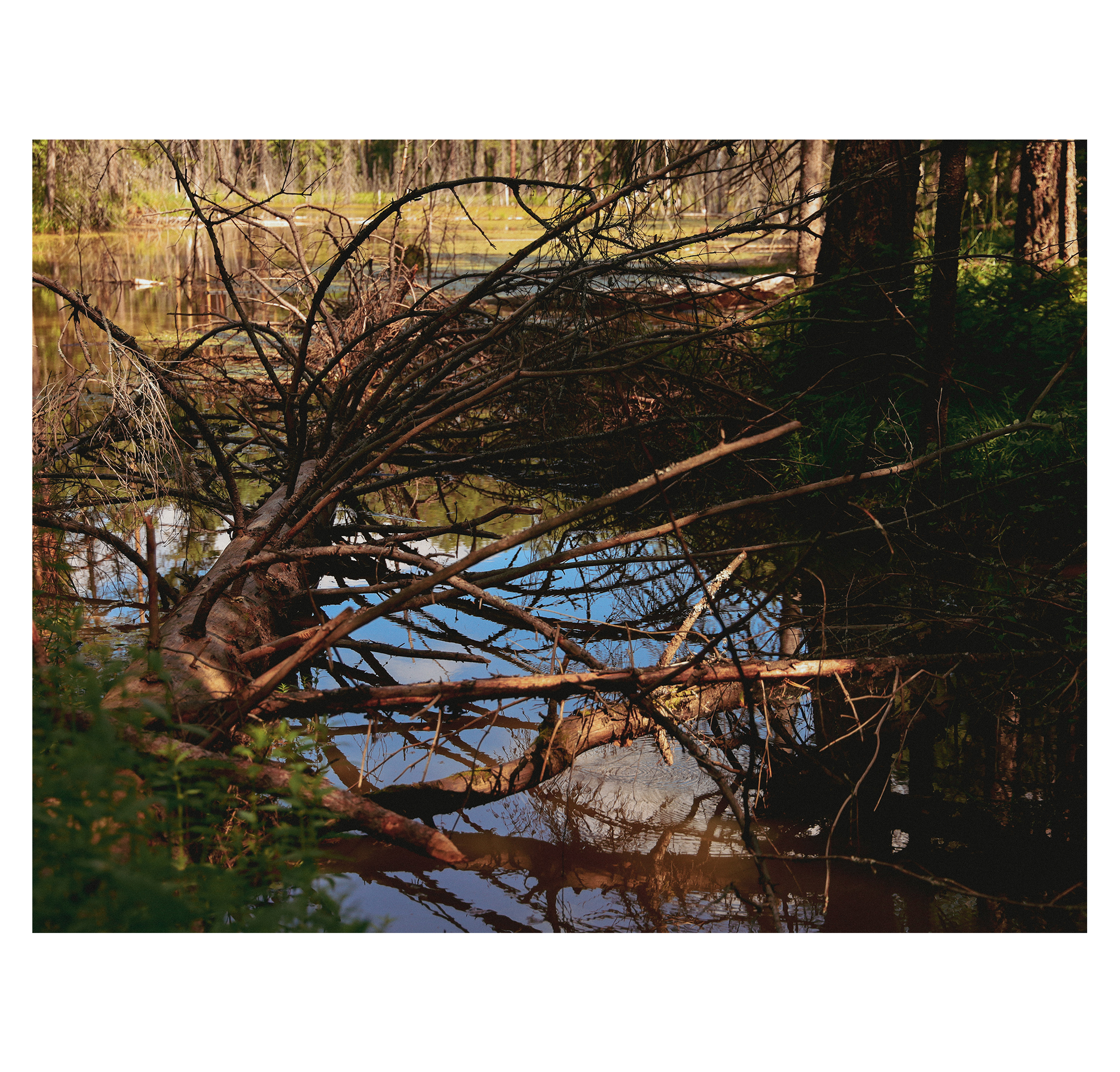 Summer hike. Фотограф/дизайнер в Екатеринбурге Хитрый Дмитрий