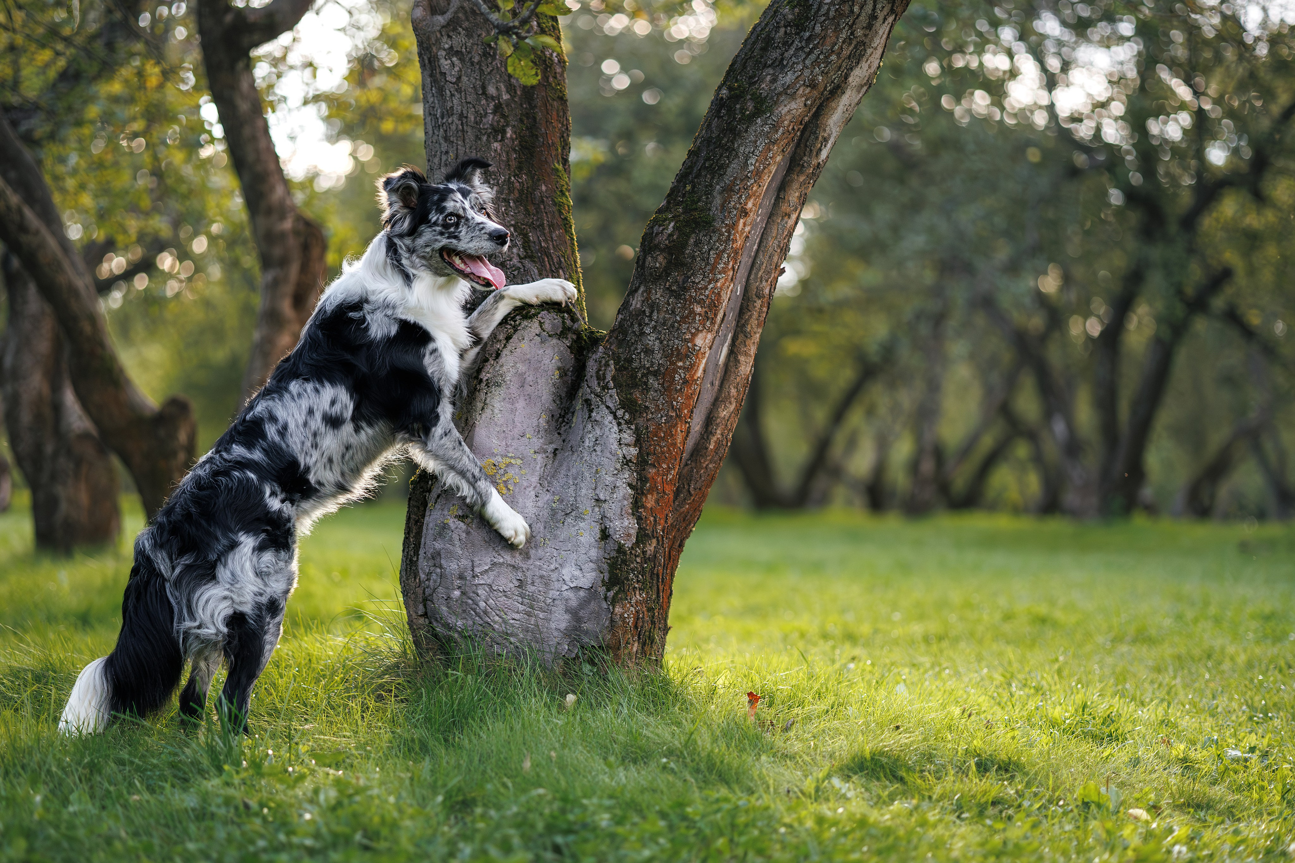 Бордер Колли. Фотограф Анималист в Москве Анастасия Жучкова