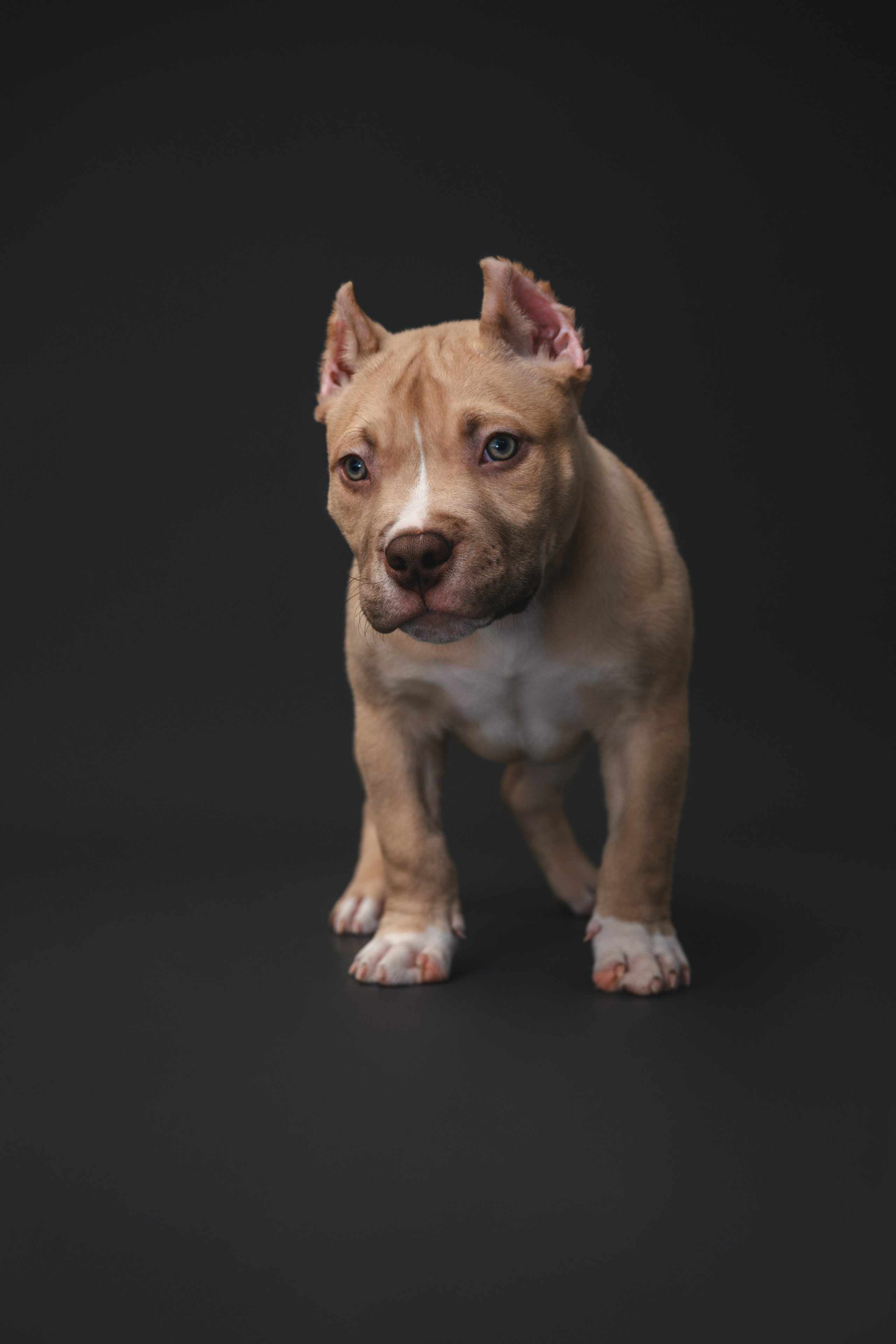 Булли. Фотограф Анималист в Москве Анастасия Жучкова