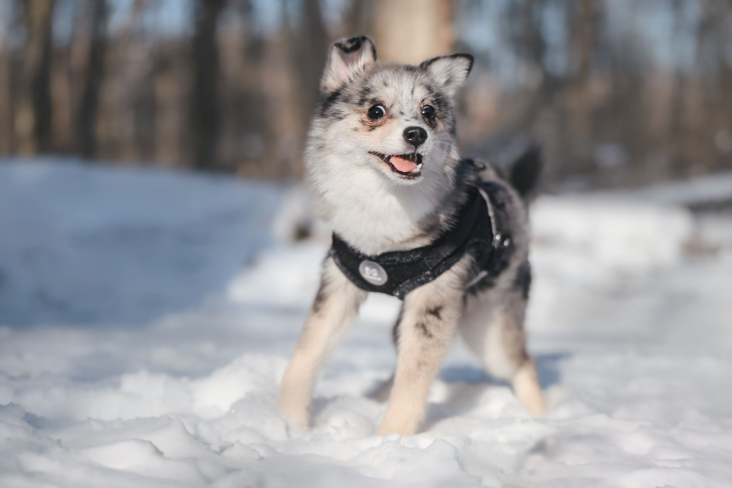 4 щенка помски. Прогулка в лесу. Фотограф Анималист в Москве Анастасия Жучкова