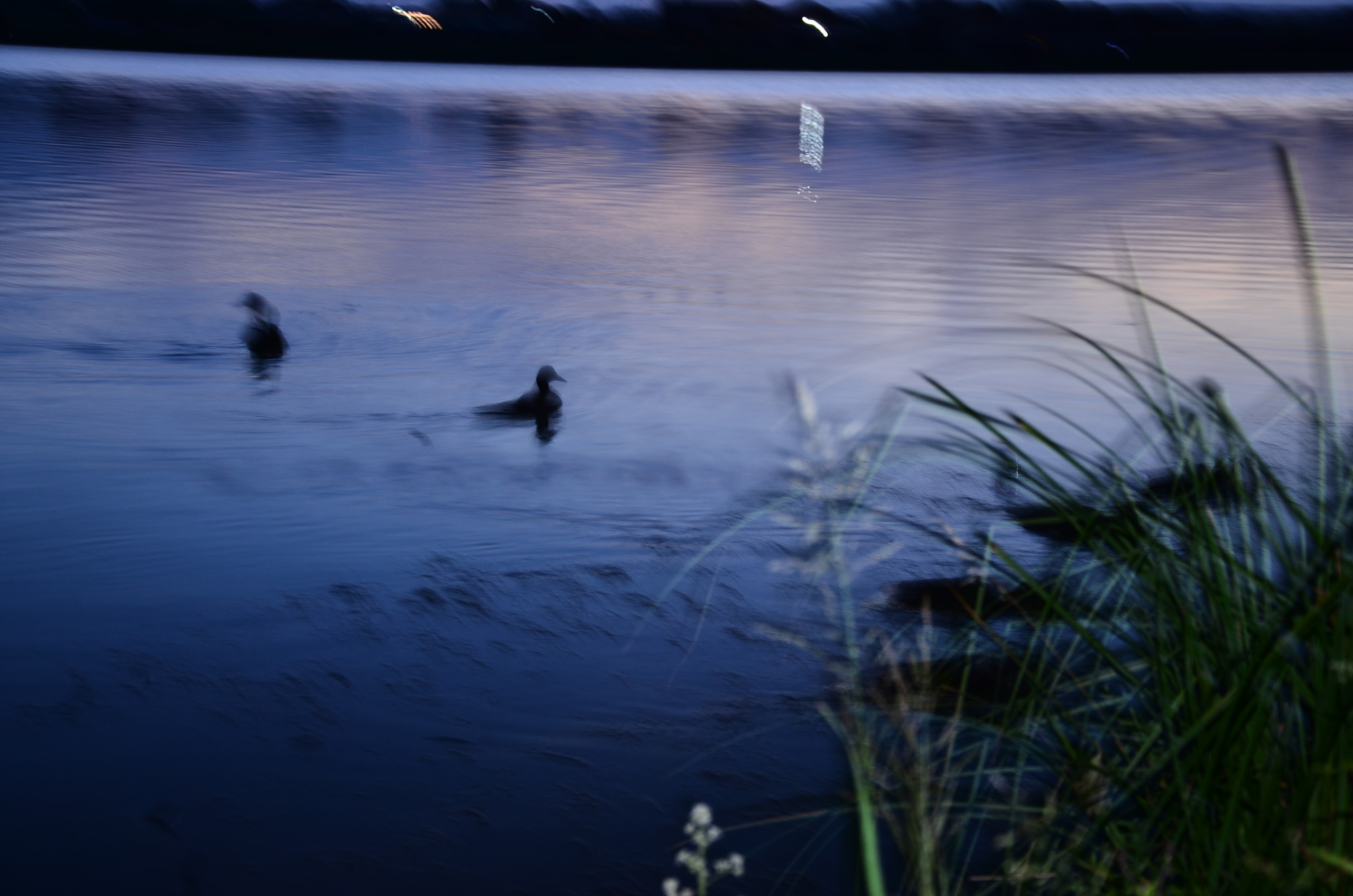 Дары природы. Фотограф viktor viktor