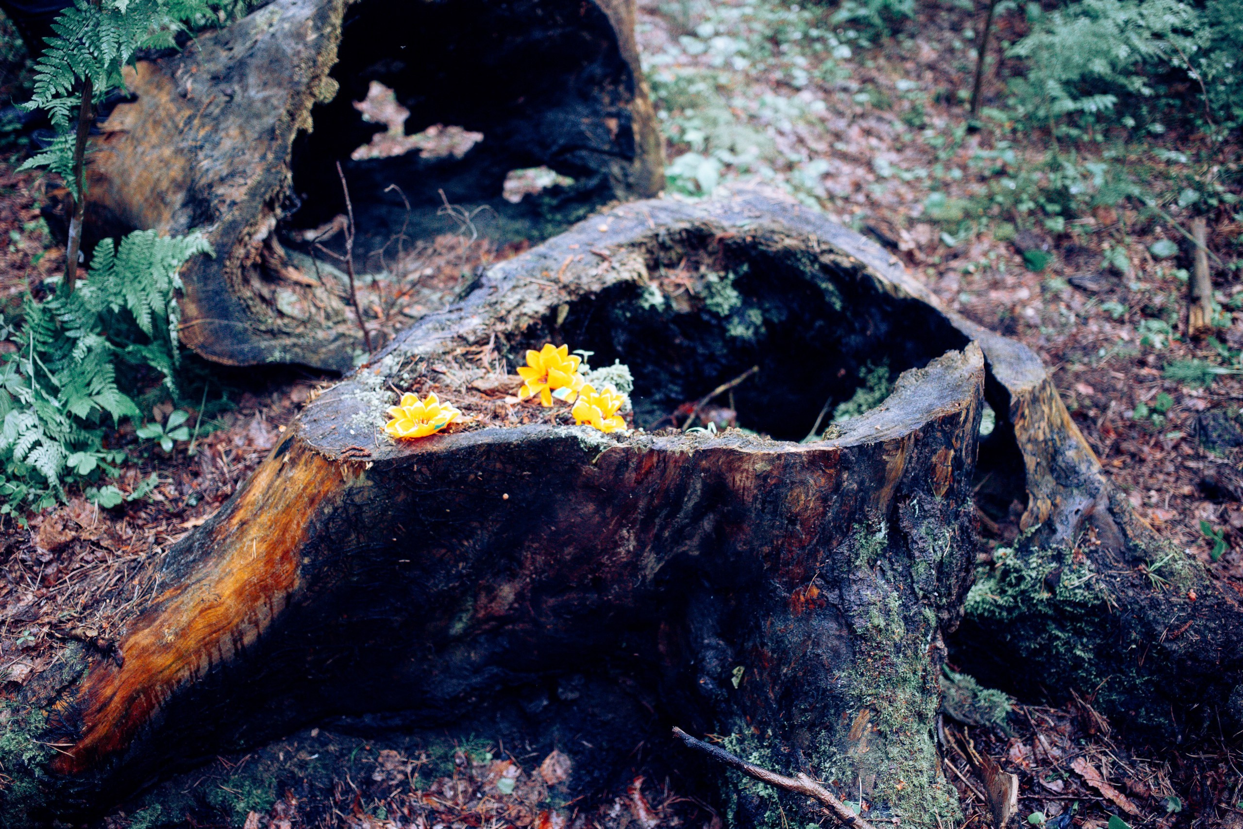 Запретный лес. Репортажный фотограф Анастасия Головко