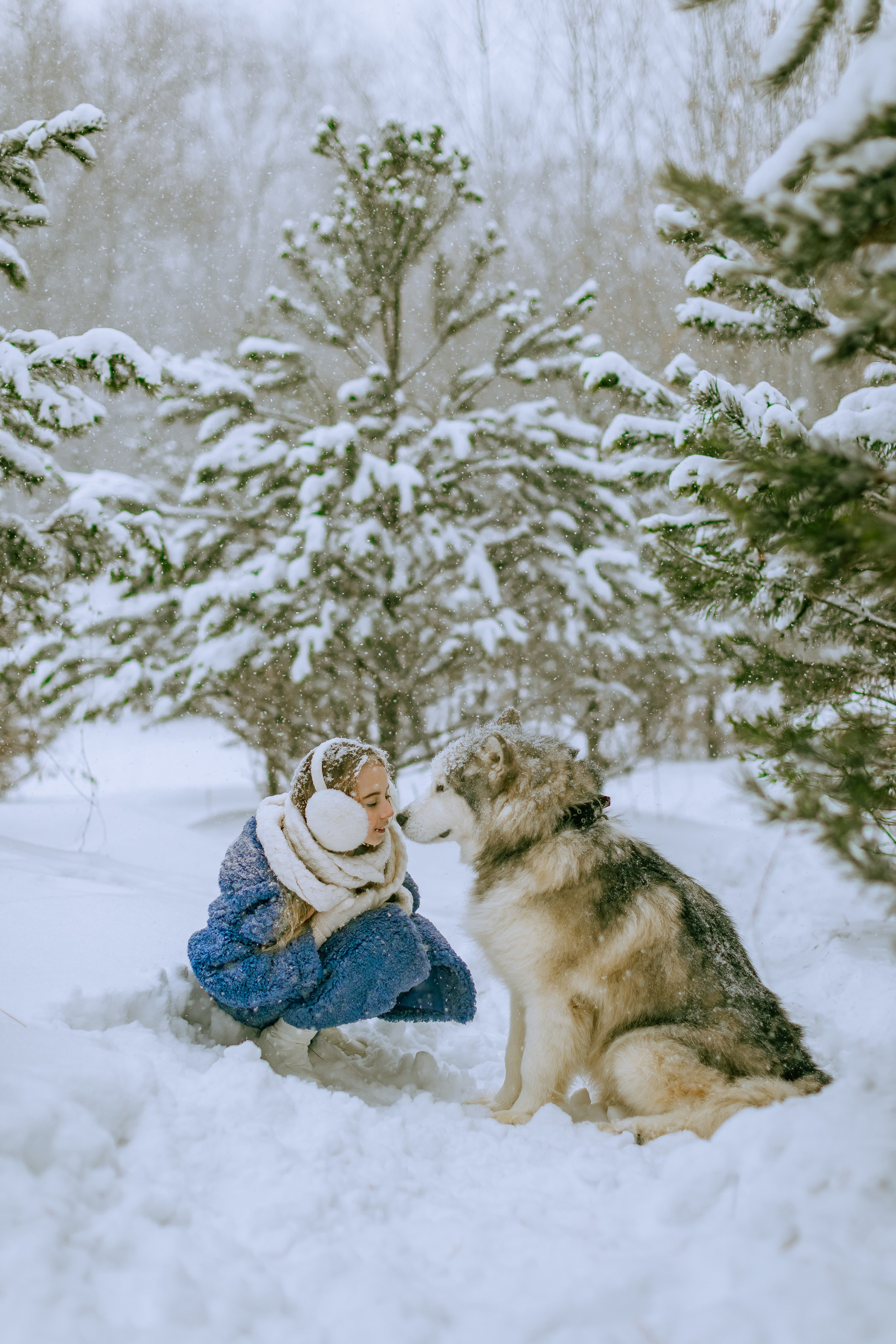 София и аляскинский маламут. Фото и видео Москва, Московский. Свадебный фотограф, видеограф, фотосессии, видеосъемка