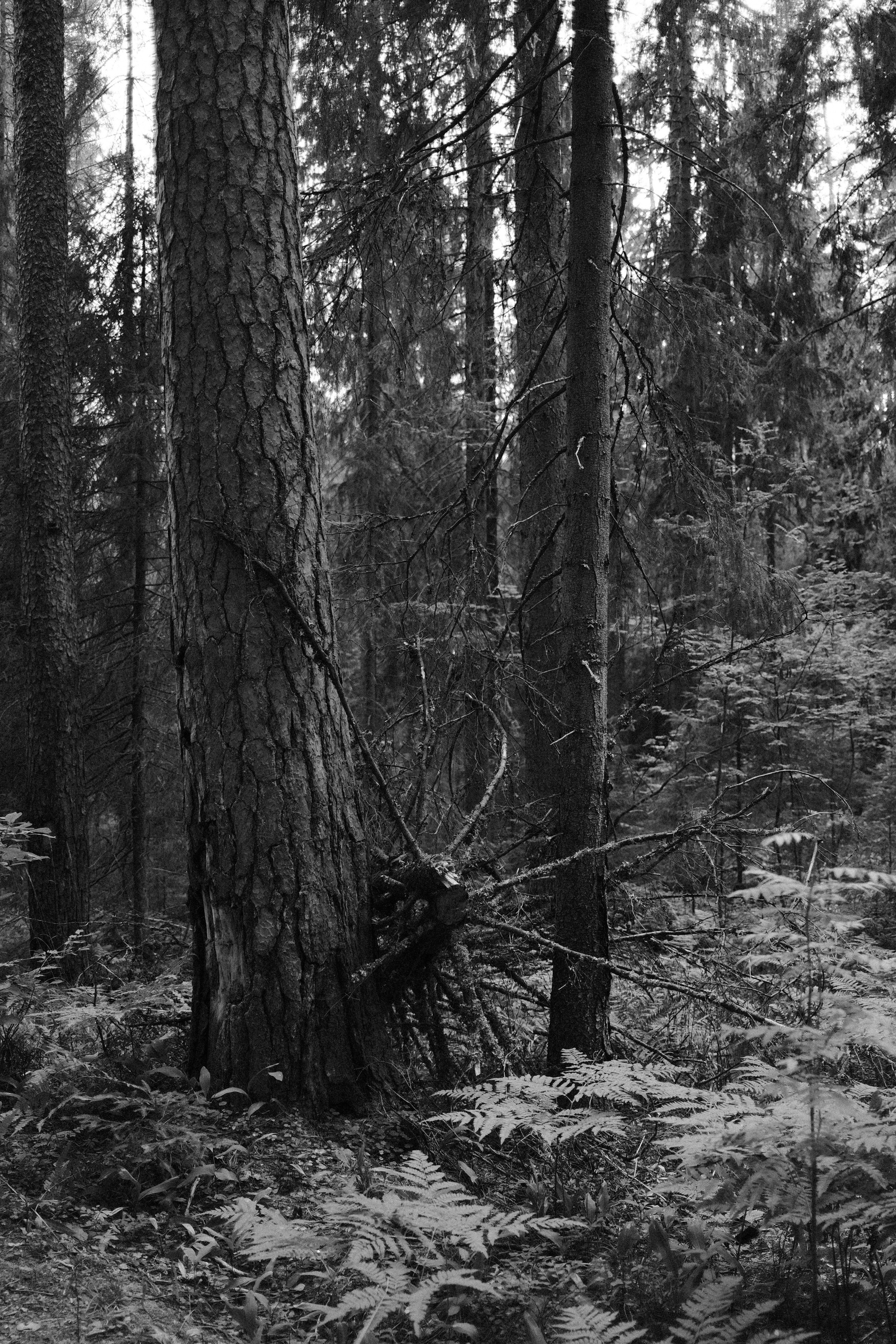 Сказочный лес. Портретный фотограф