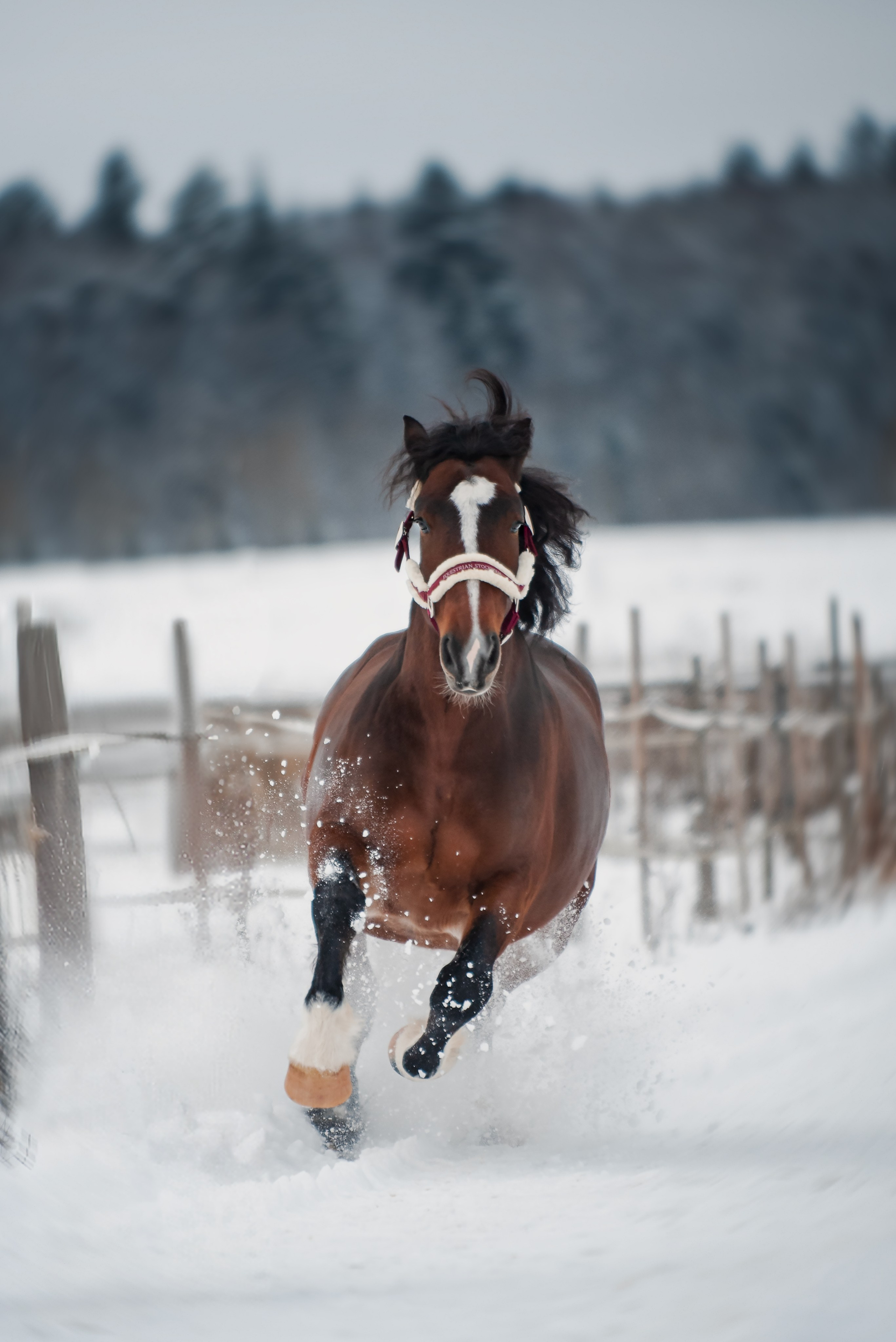 Зимний Настасьин табун. Куракина Дарья • Конный фотограф