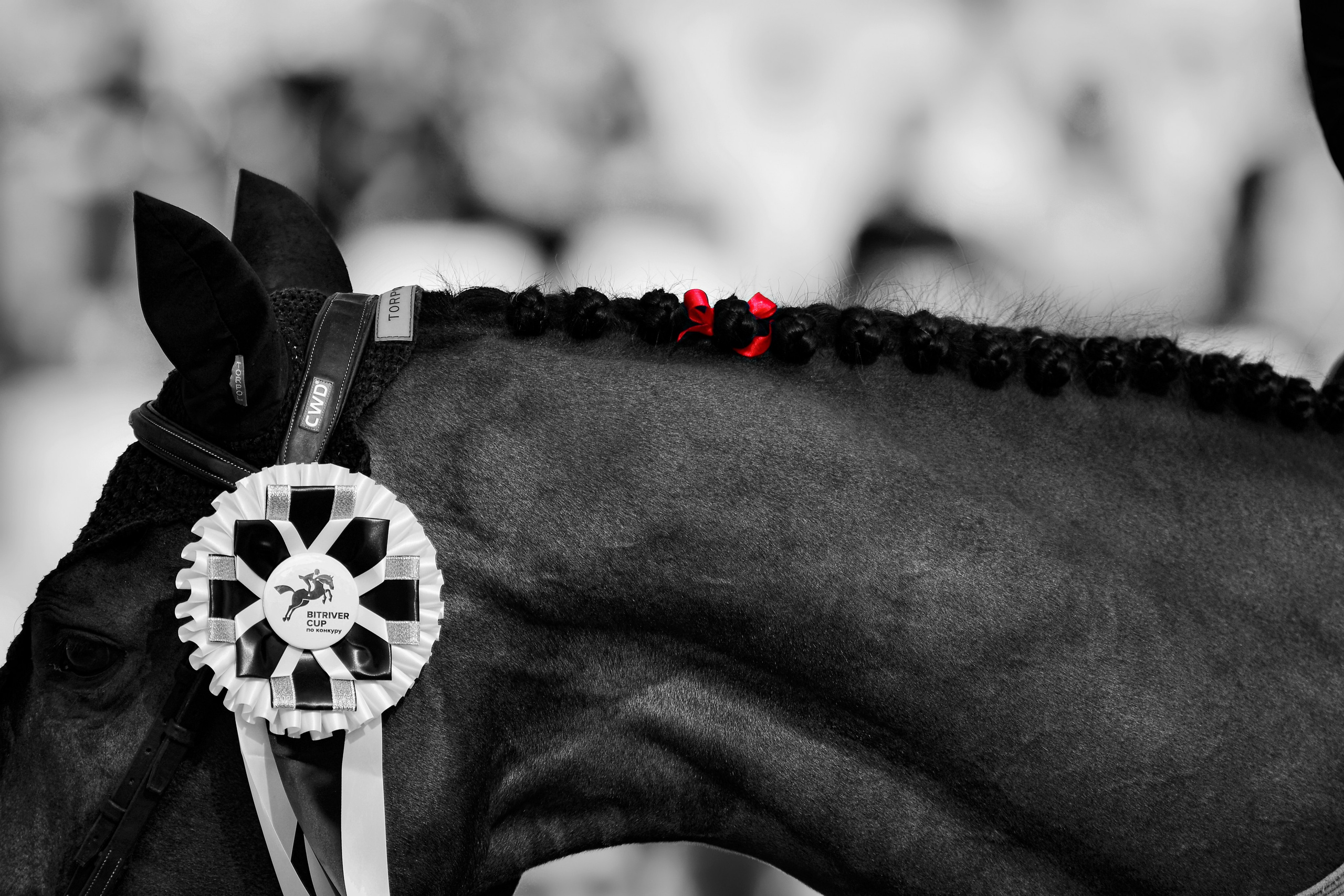 Репортаж Bitriver. Конный фотограф Alesya Safe