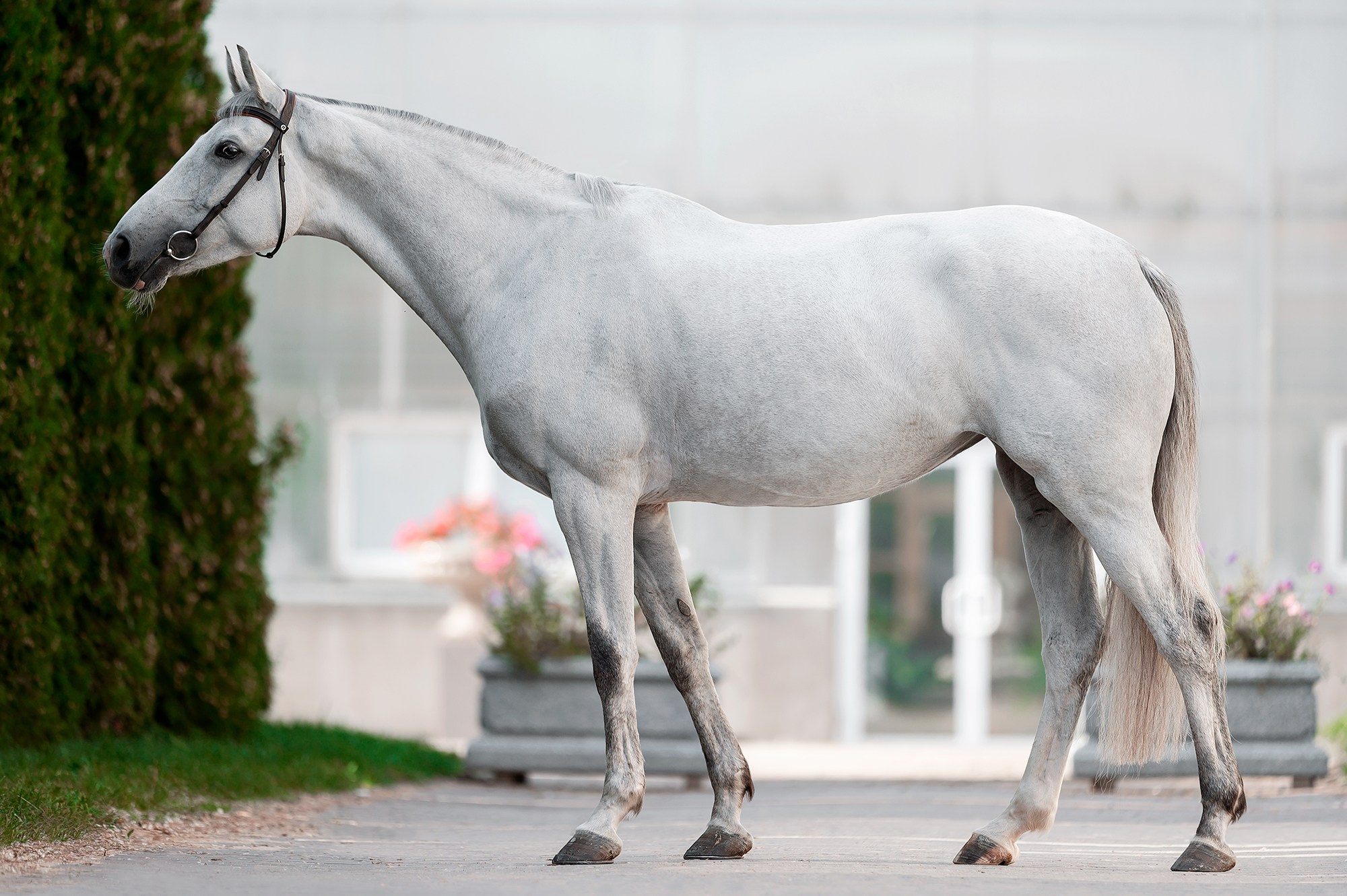 Экстерьер. Конный фотограф Alesya Safe