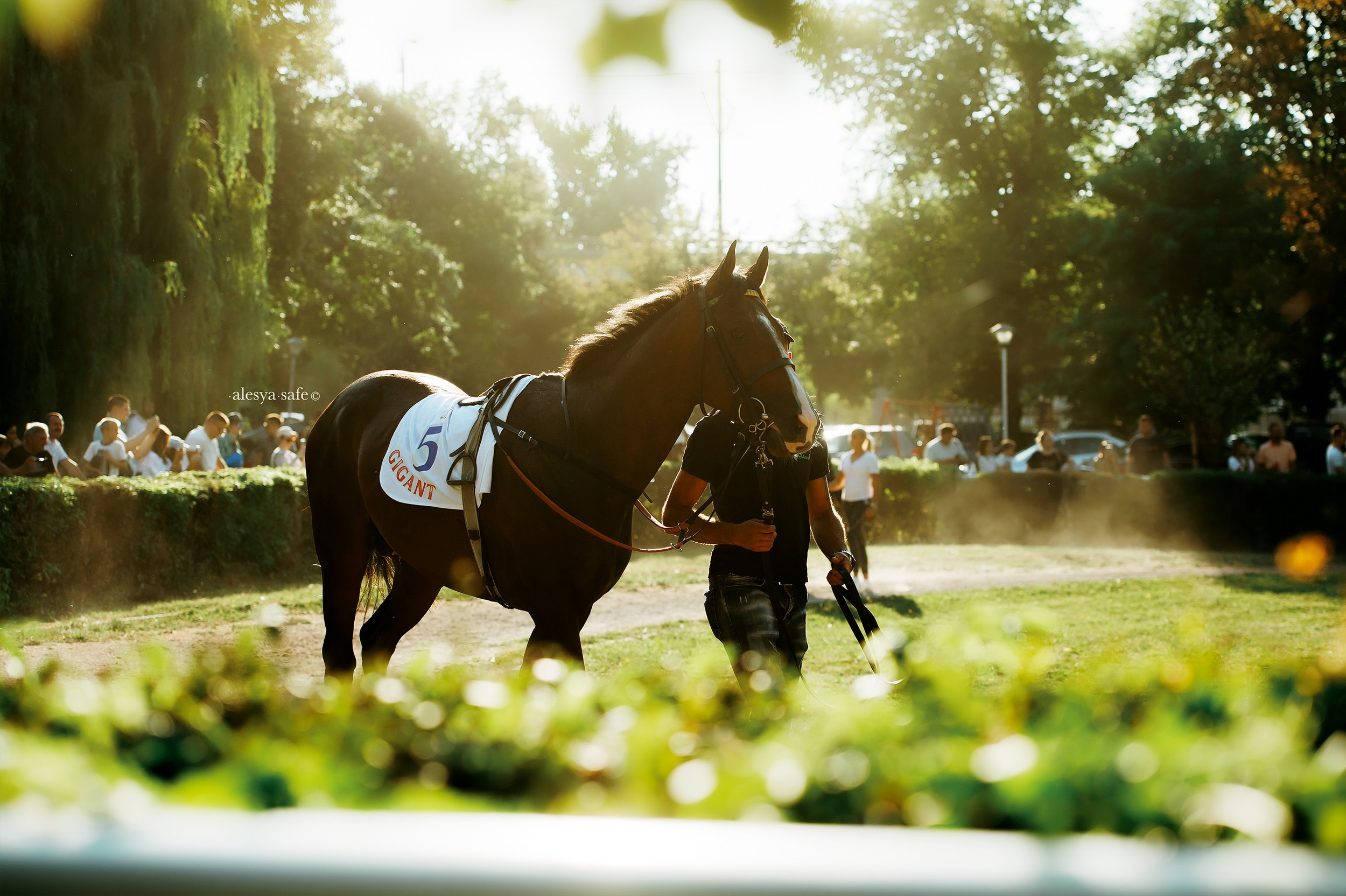 Скачки. Конный фотограф Alesya Safe