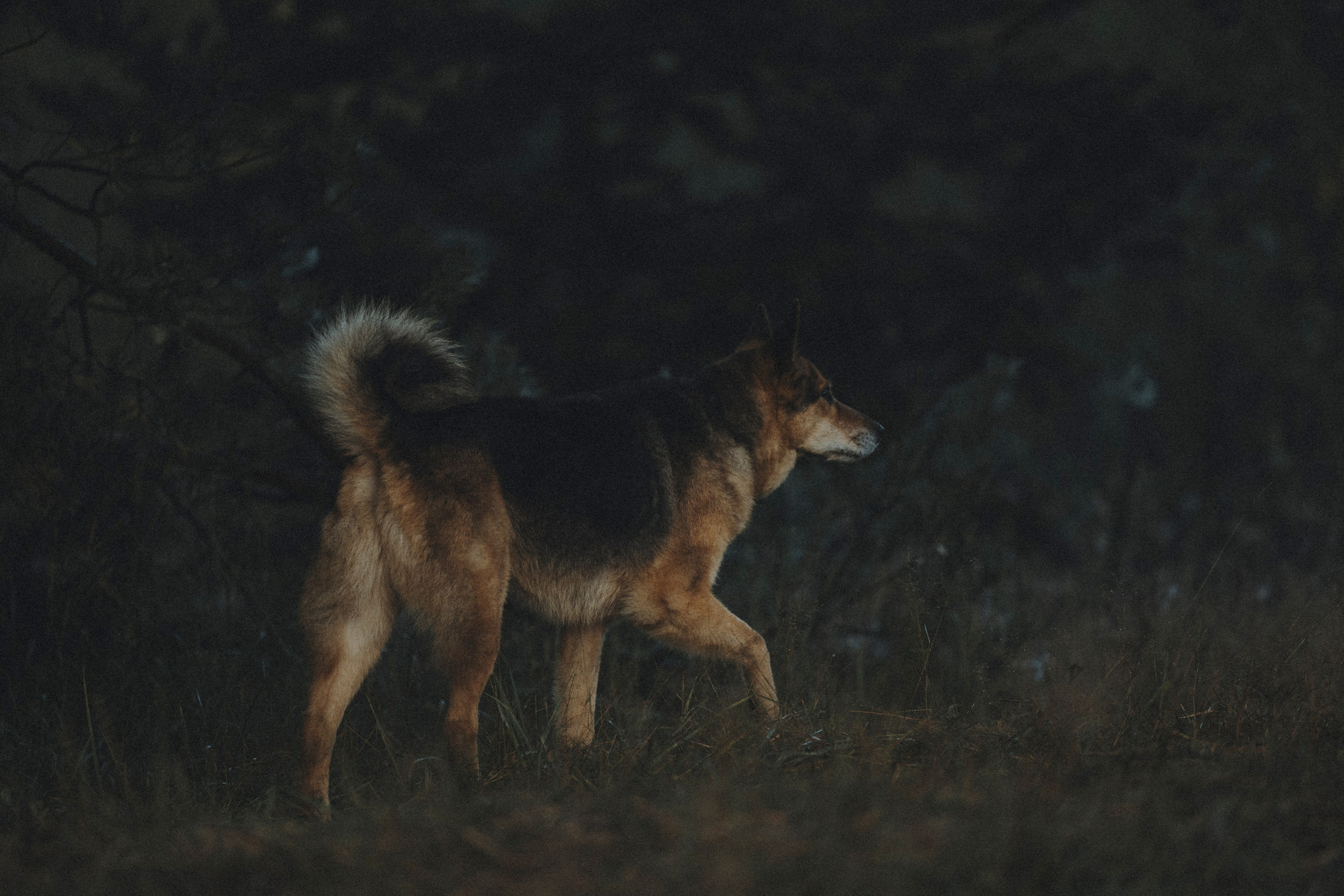 Света и Ричик. Фотограф-анималист Анна Маринич