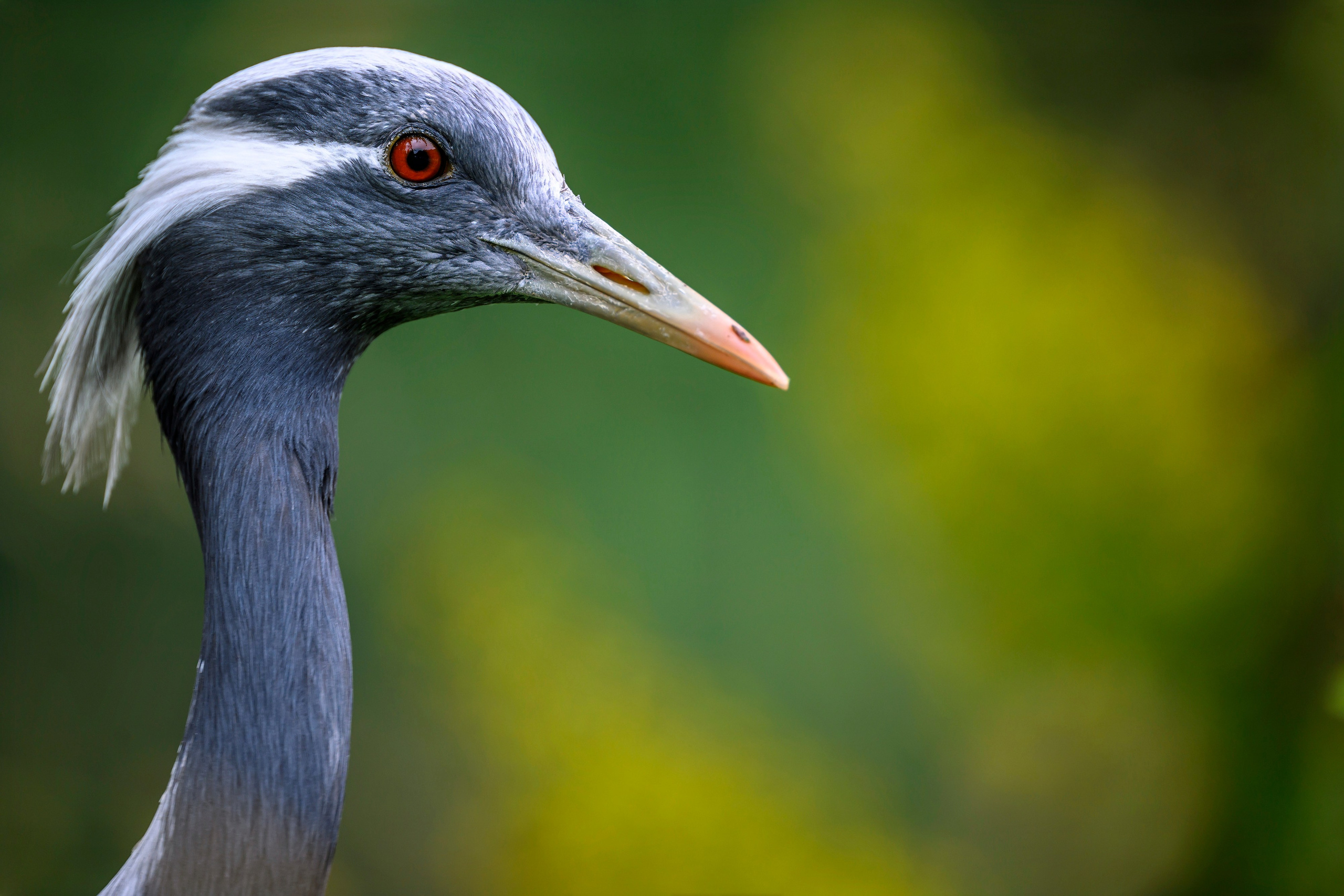 Журавль красавка. Фотограф Сергей Пупонин