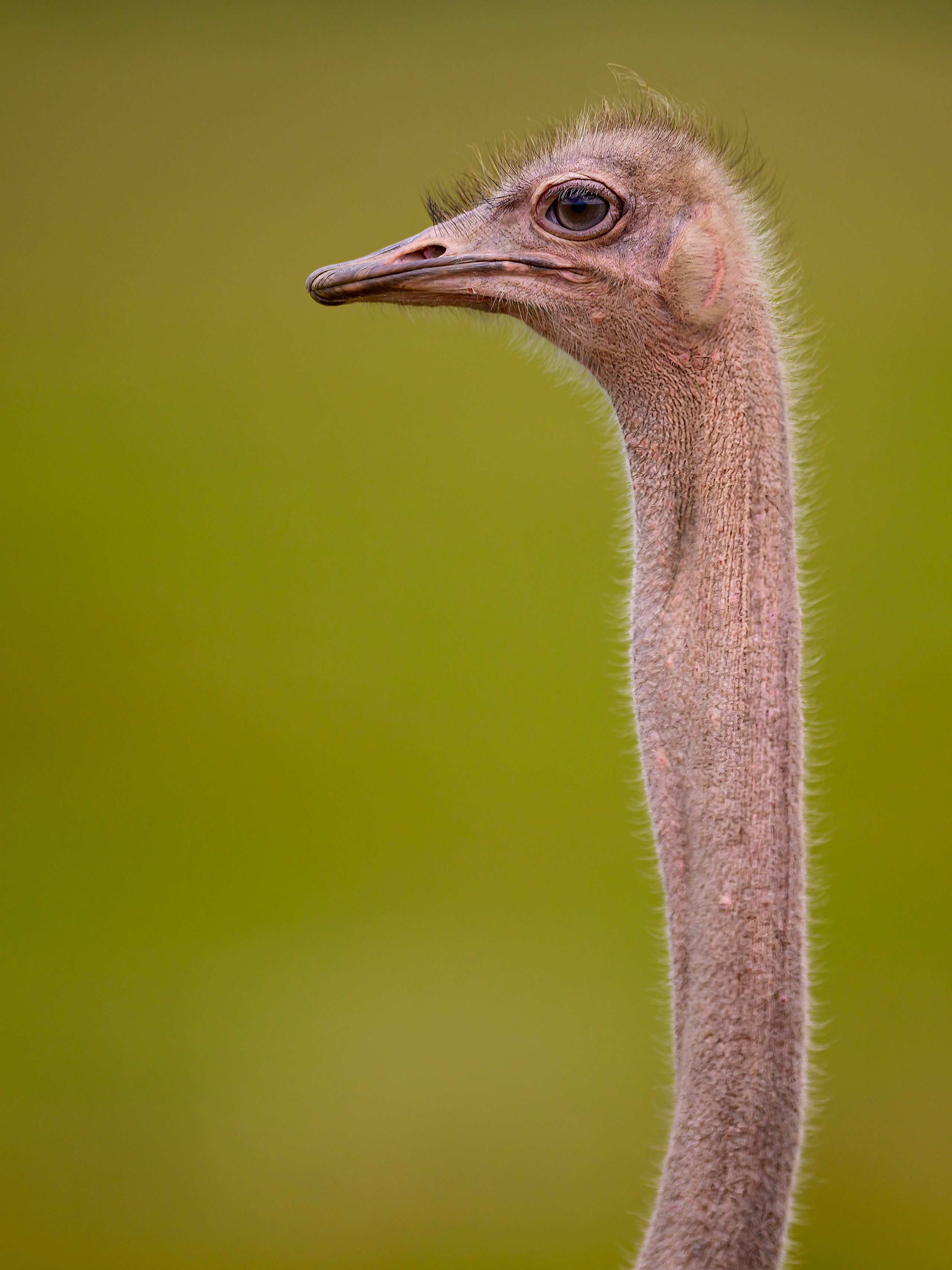 Кения. Wildlife photography by Sergey Puponin