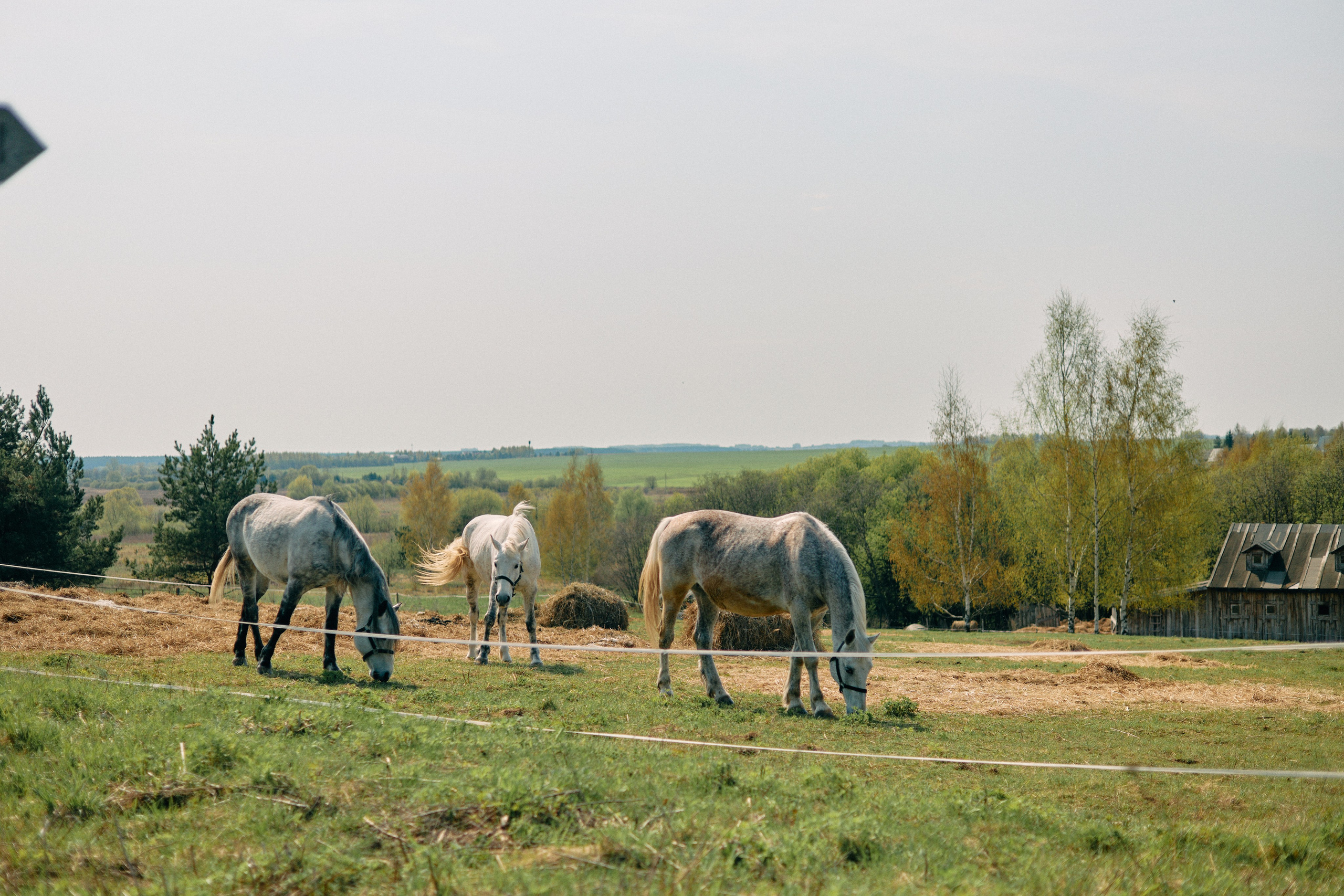 Бутик-отель Поле летом. Профессиональный Фотограф во Владимире, в Москве и в Суздале — Полина Романычева