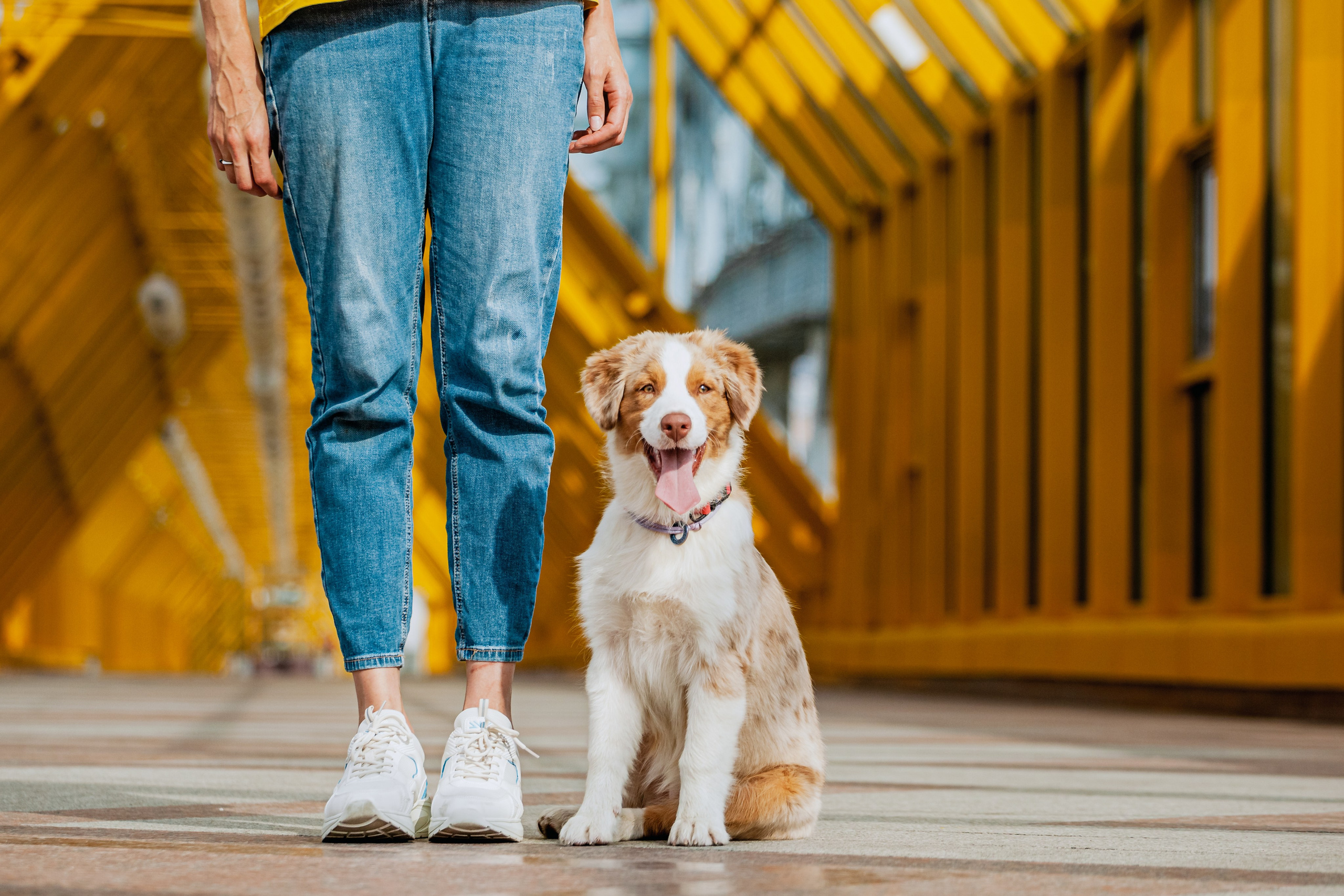 Андреевский мост. Фотограф-анималист Татьяна Степанова