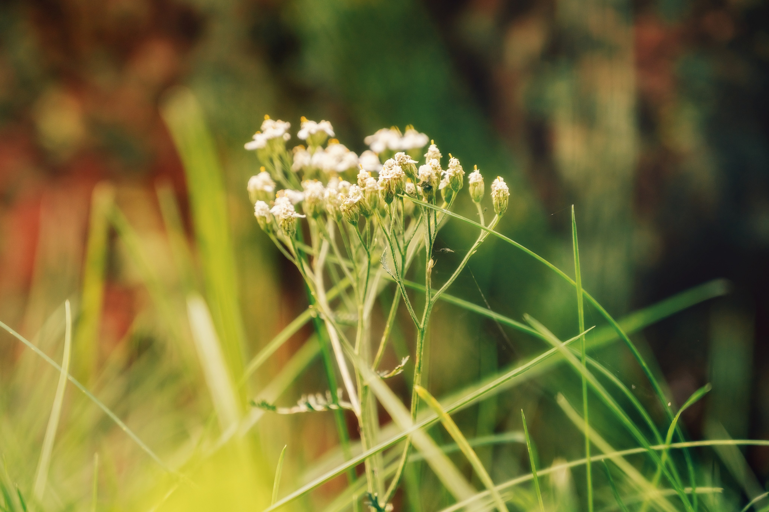 День Шахтёра в Парке Чудес 30.08.2025. Детский фотограф, семейный фотограф и репортажи в Кемерово