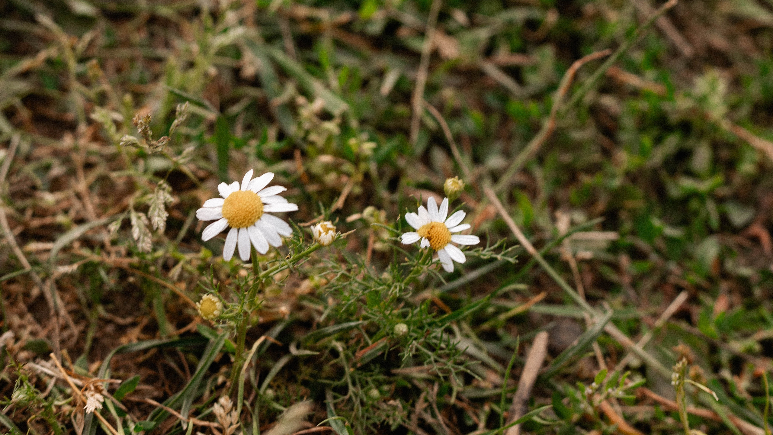 Годик Нине. Свадебный и портретный фотограф Соломко Диана