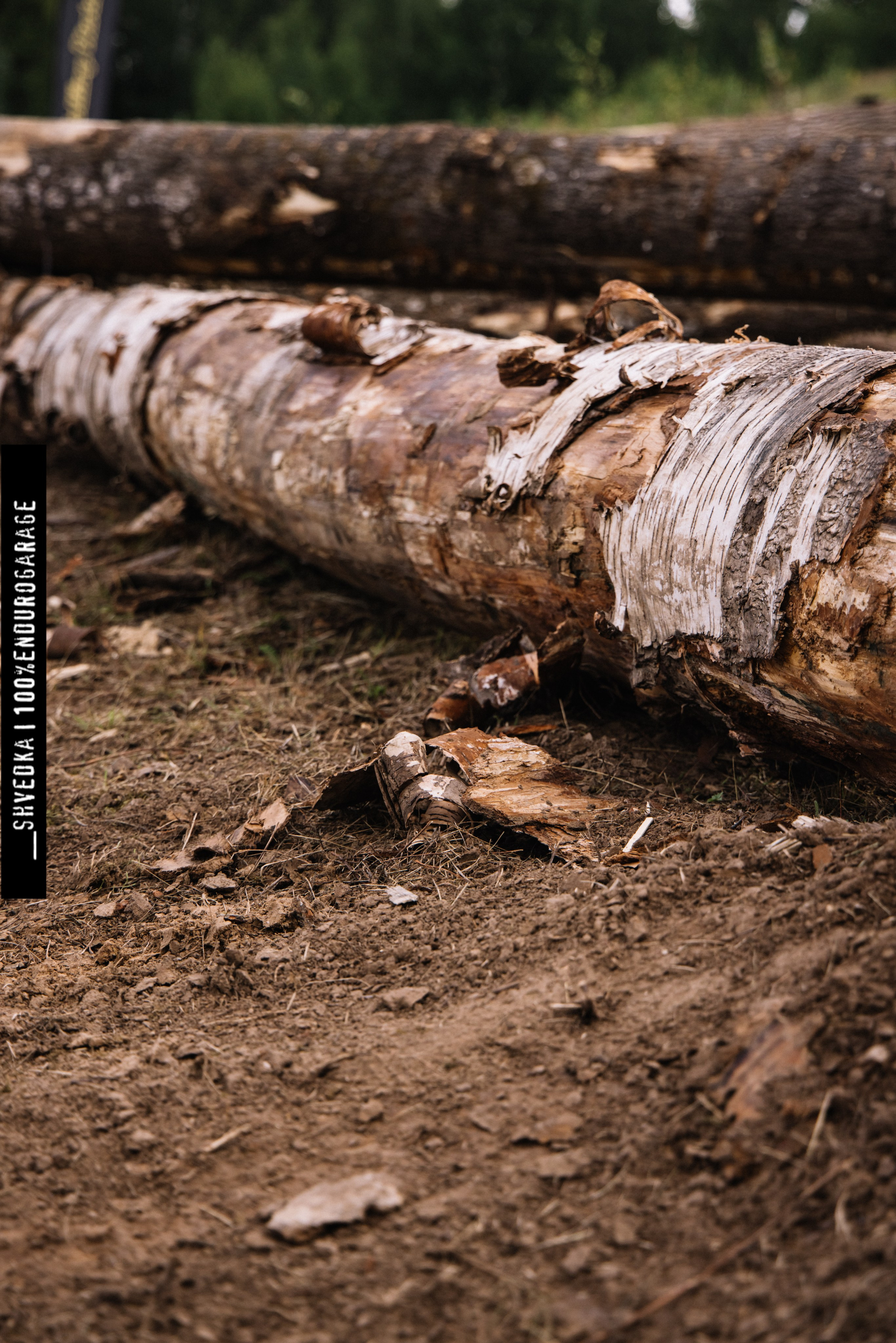 ВТОРОЙ ЛЕСНОЙ ДЕНЬ. Ваш экстрим фотограф Кудрева Яна