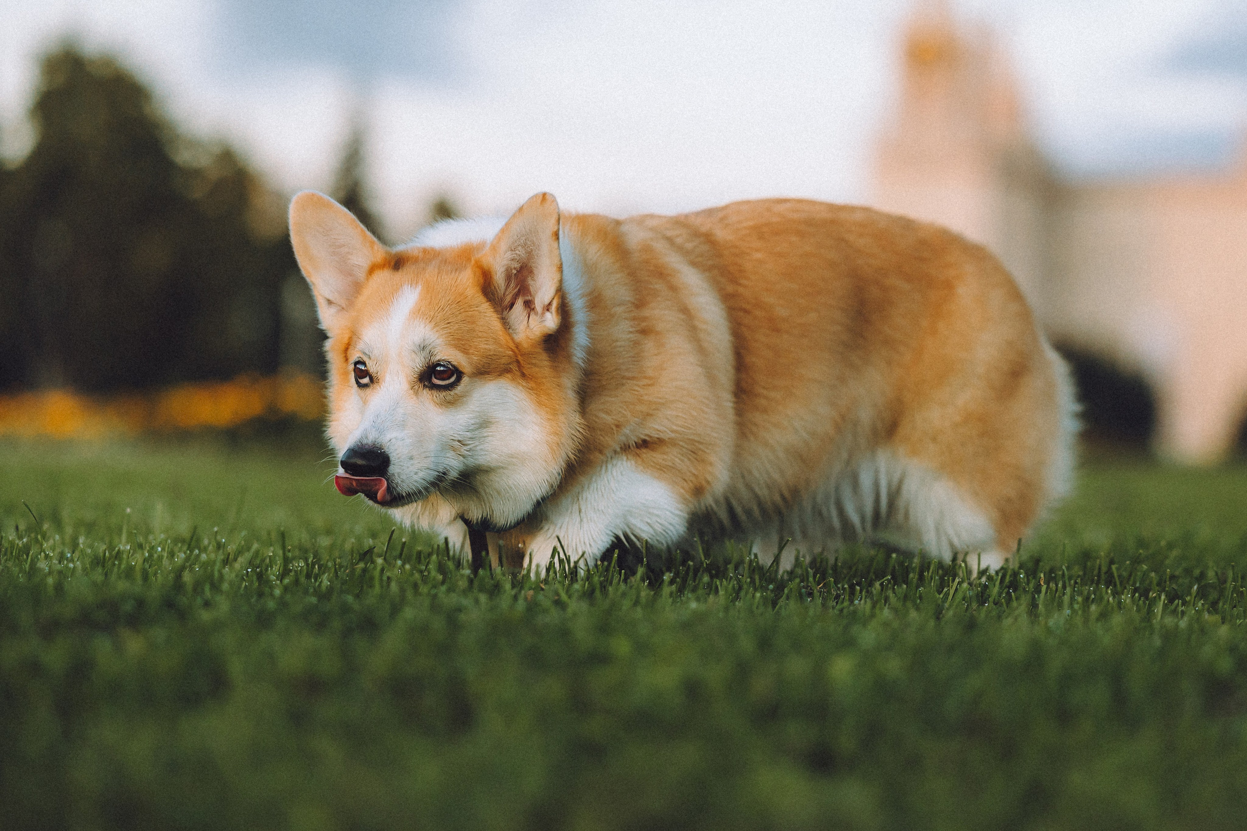 Пуговка и ее семья