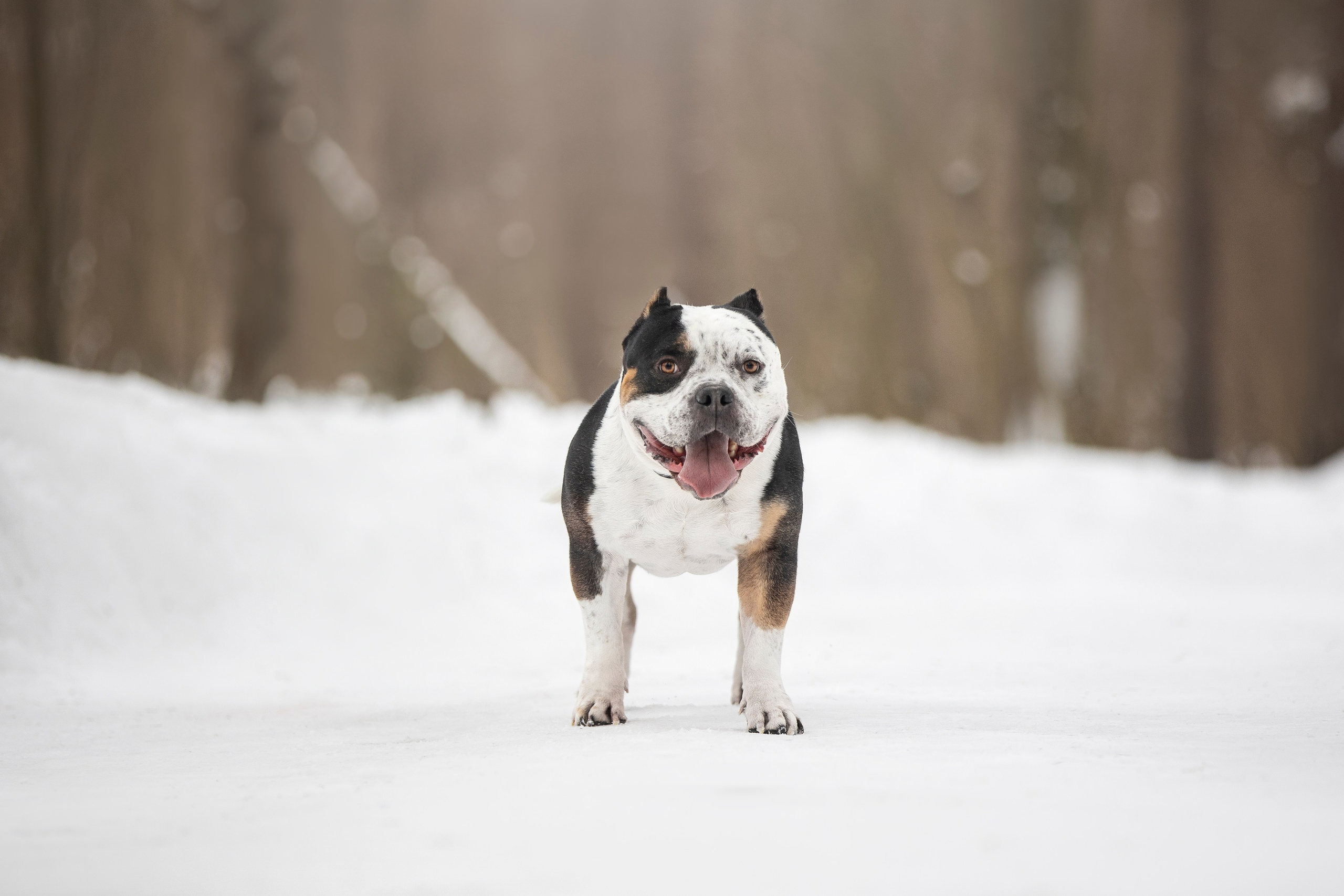 Американские булли. Фотограф анималист в Москве Майорова Евгения