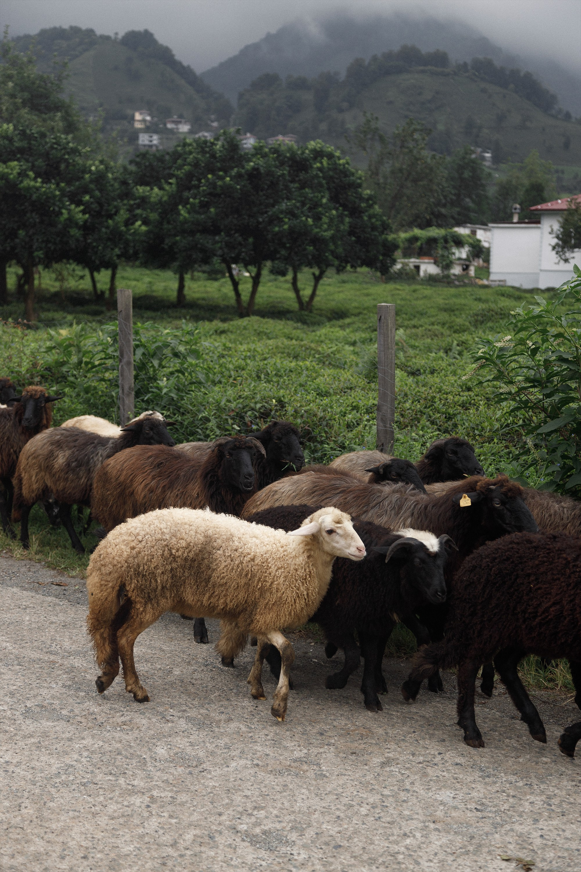 Портретная фотосессия в чайных плантациях