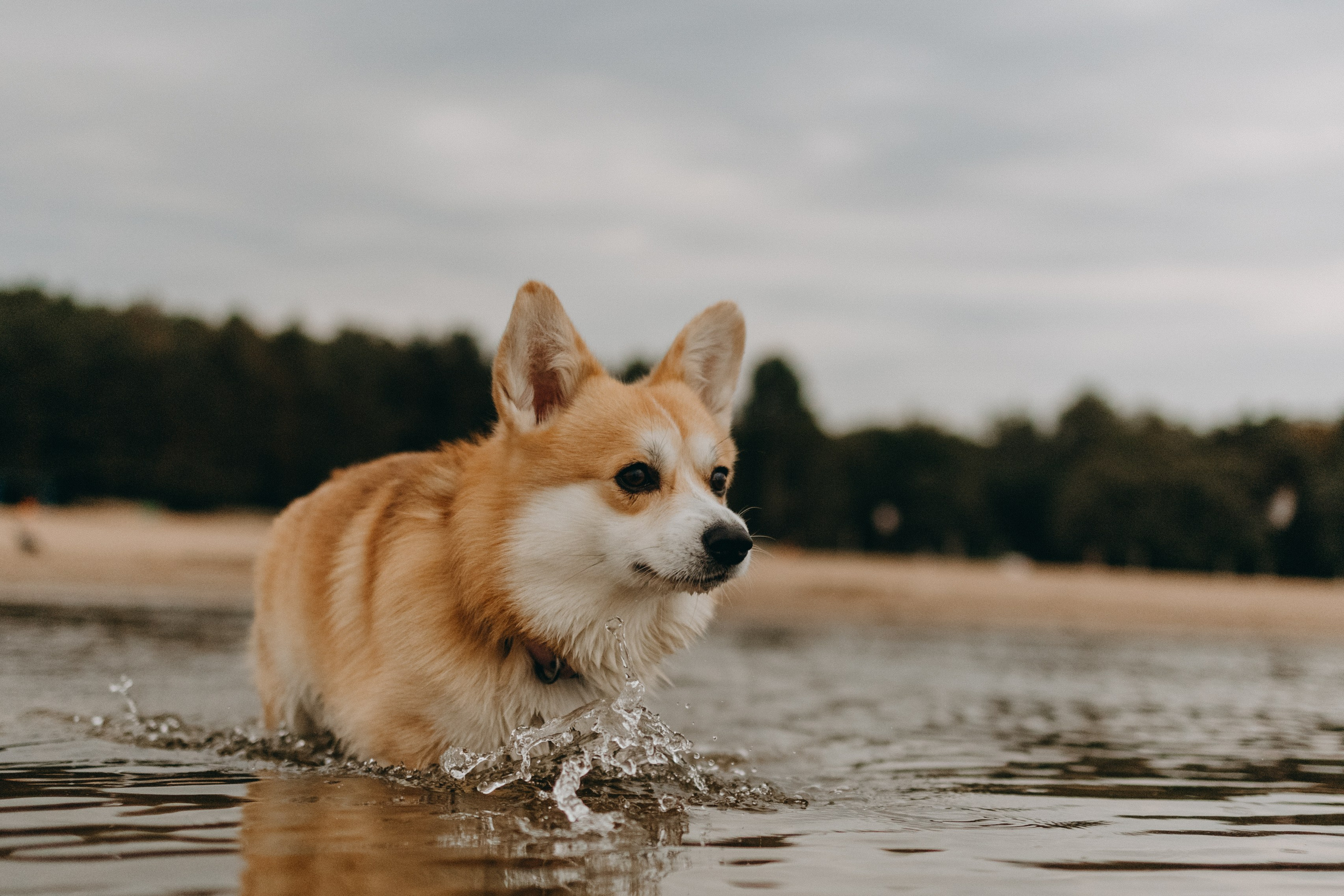 Лиза и Бакс. Фотограф — Анималист | Санкт-Петербург