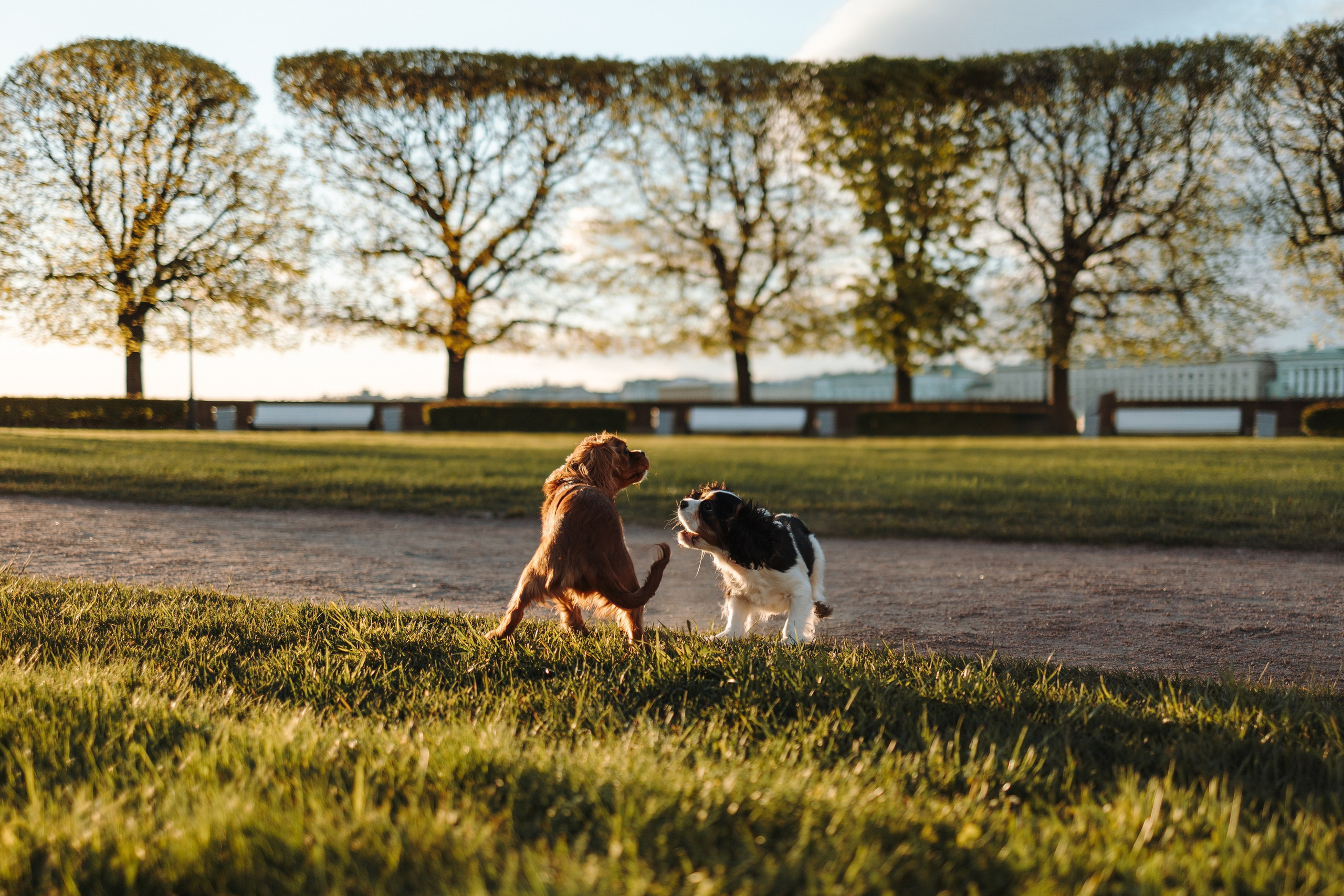Аня, Стеша и Степан. Фотограф — Анималист | Санкт-Петербург