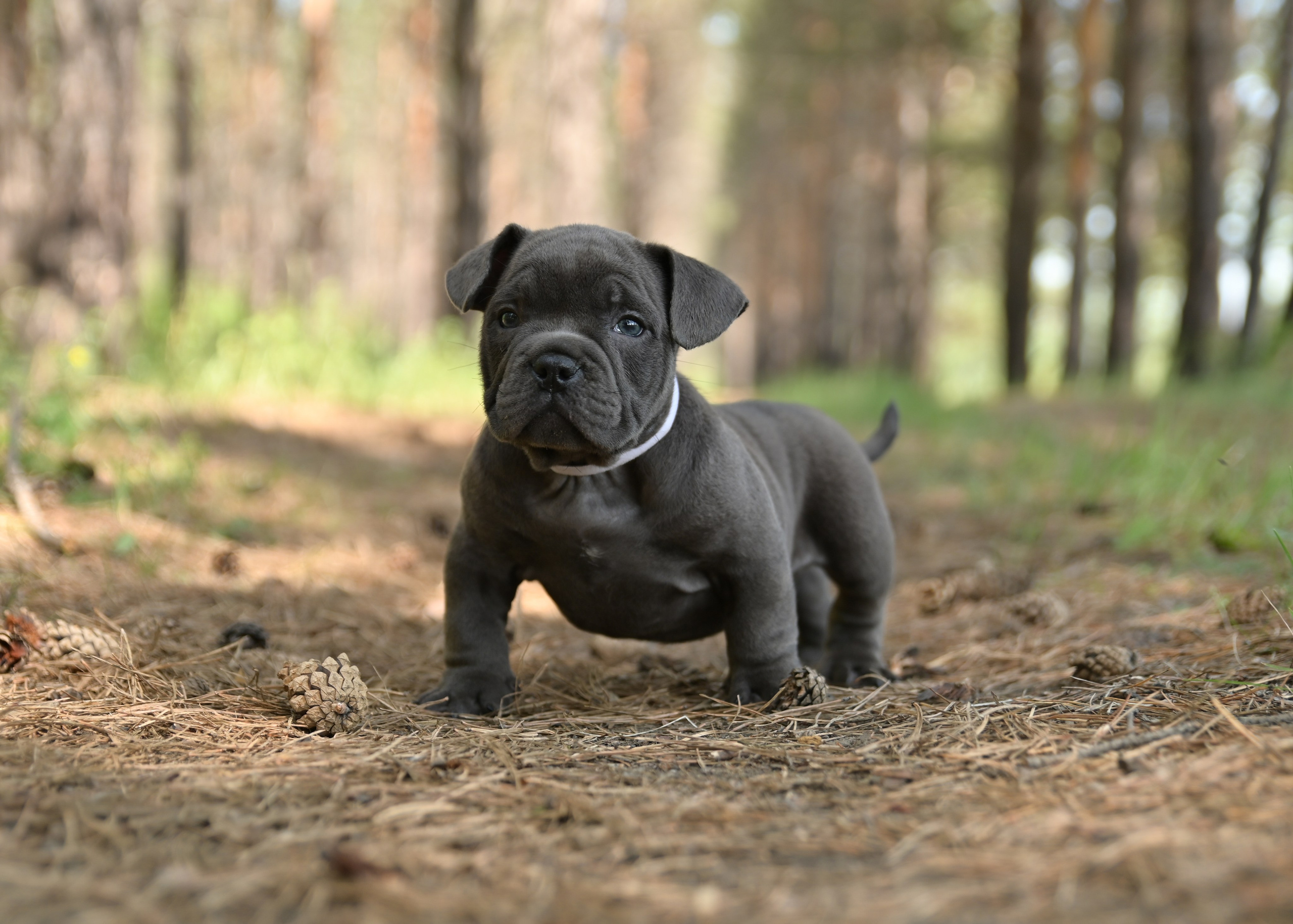 Свободные щенки Американский Булли в Иркутске. Питомник собак Иркутск