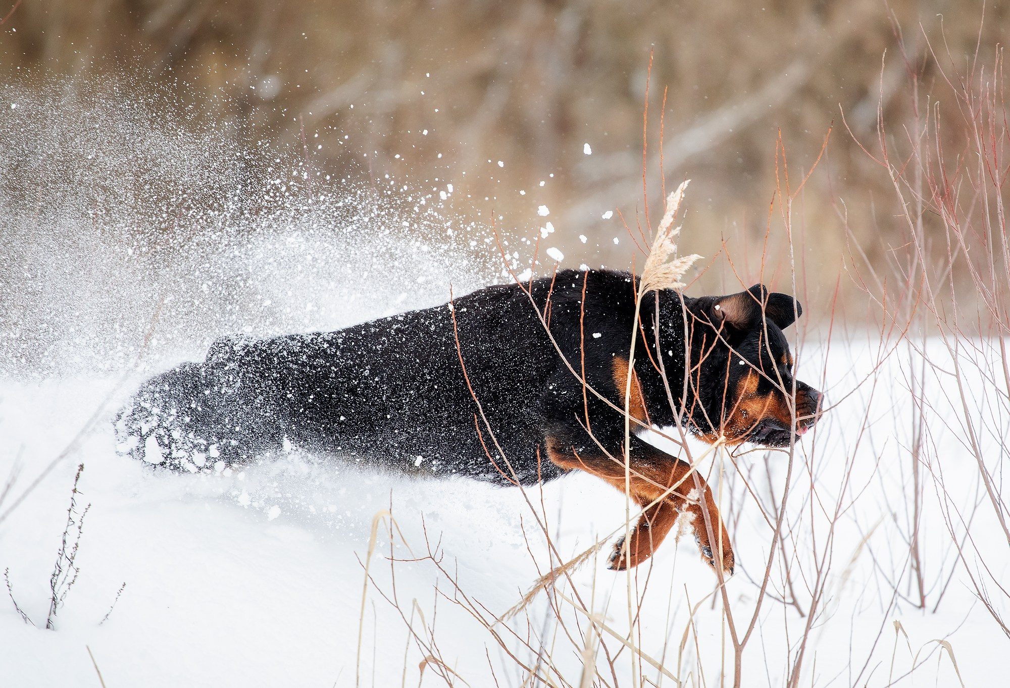 Собаки. Boldinova Yulia фотограф Москва