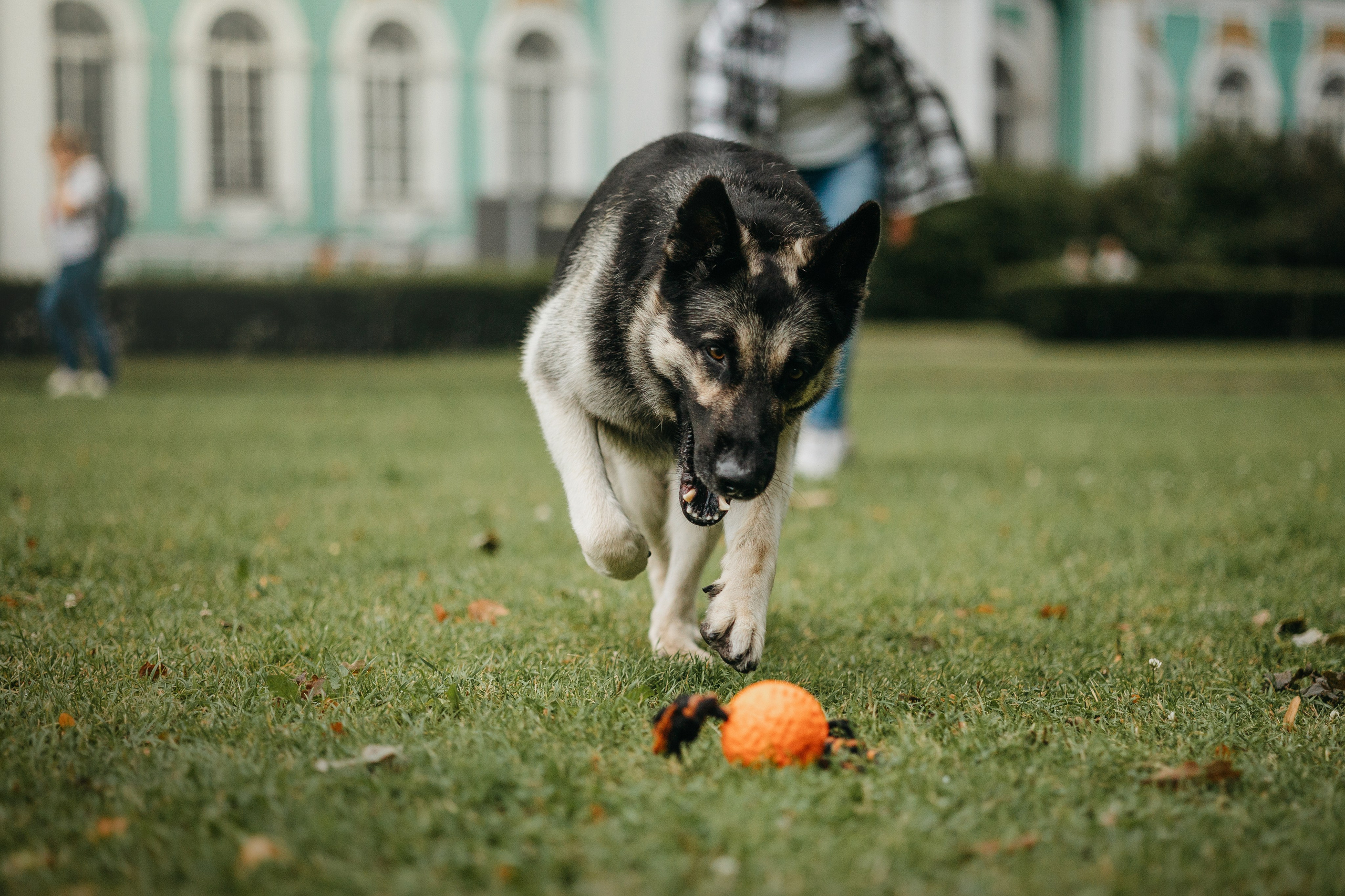 Рей и Ксения. Фотограф — Анималист | Санкт-Петербург