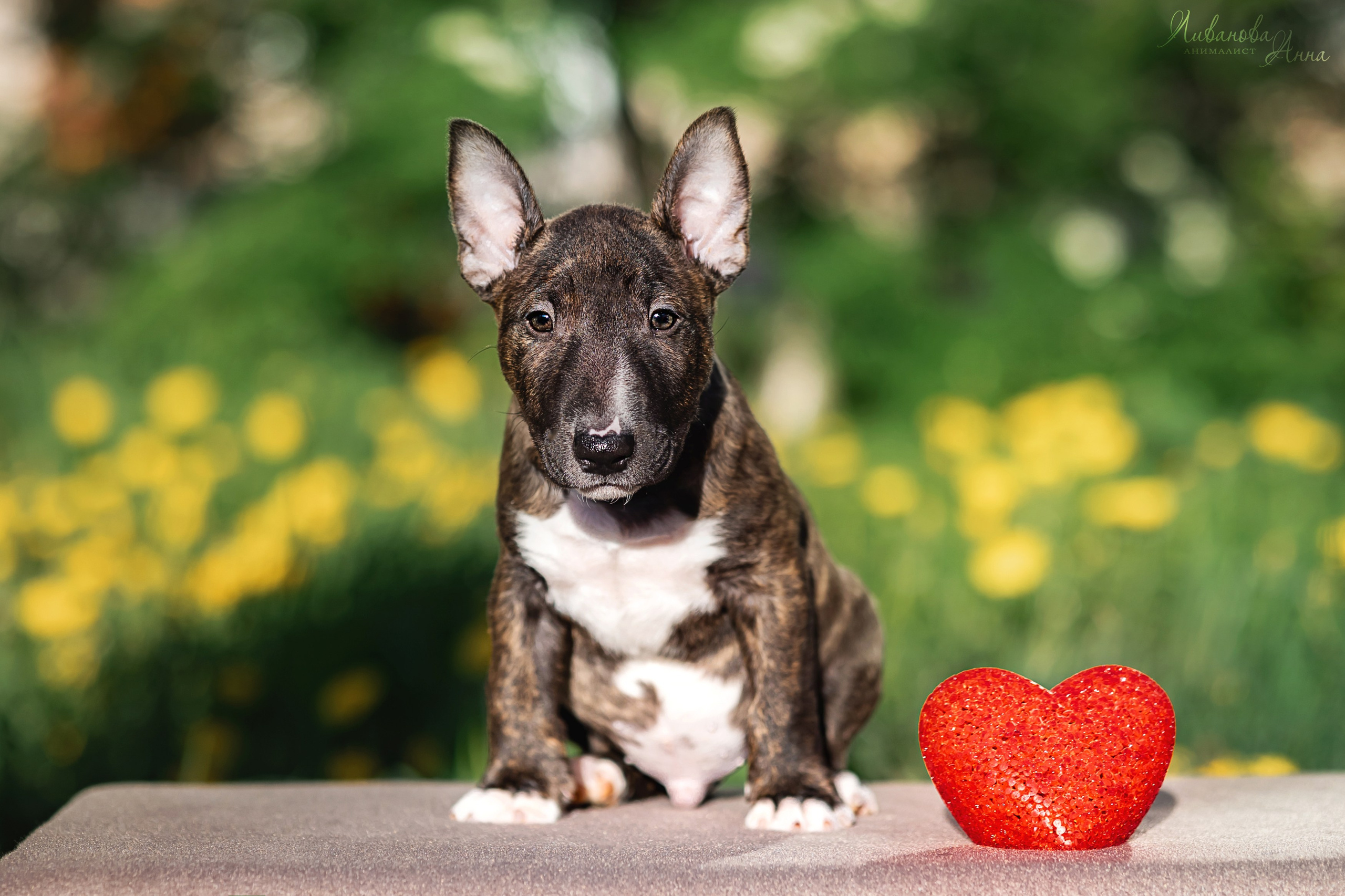 Минибультерьерчики. Фотограф анималист Аня Ливанова | Рыбинск