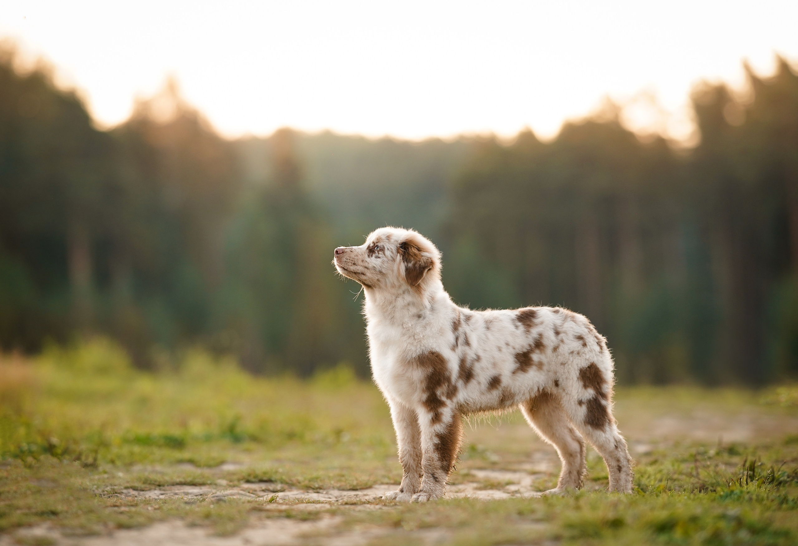 Катя Сэнди и Рокки. Фотограф-анималист в Санкт-Петербурге Яна Мартынова