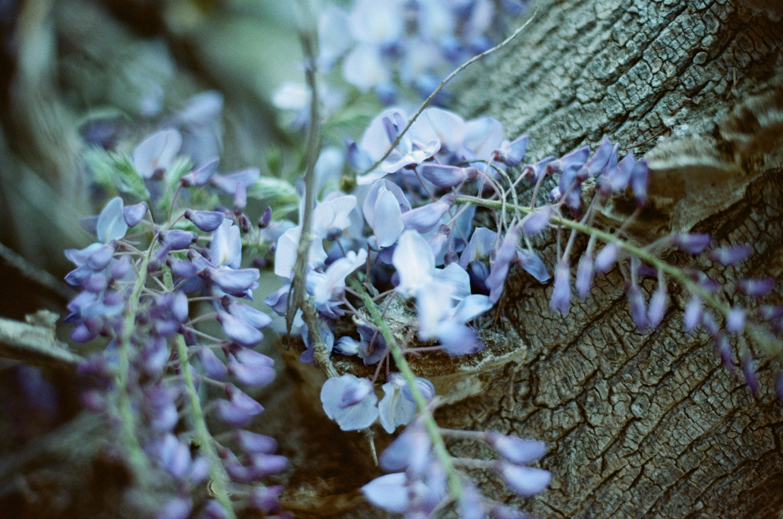 Silver strings // ukraine, crimea. EVER EXPOSED
