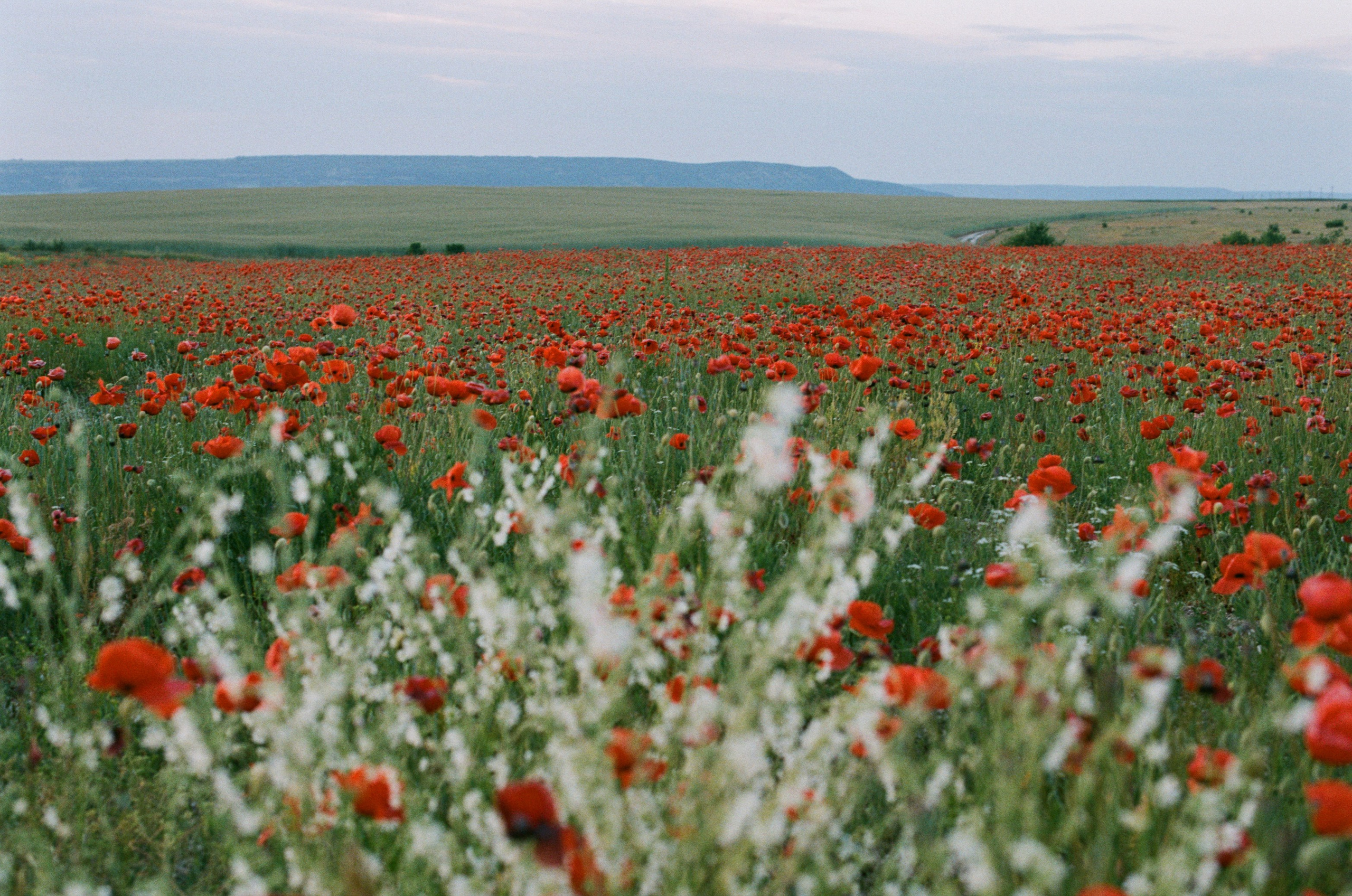 The drugs don't work // ukraine, crimea V. EVER EXPOSED