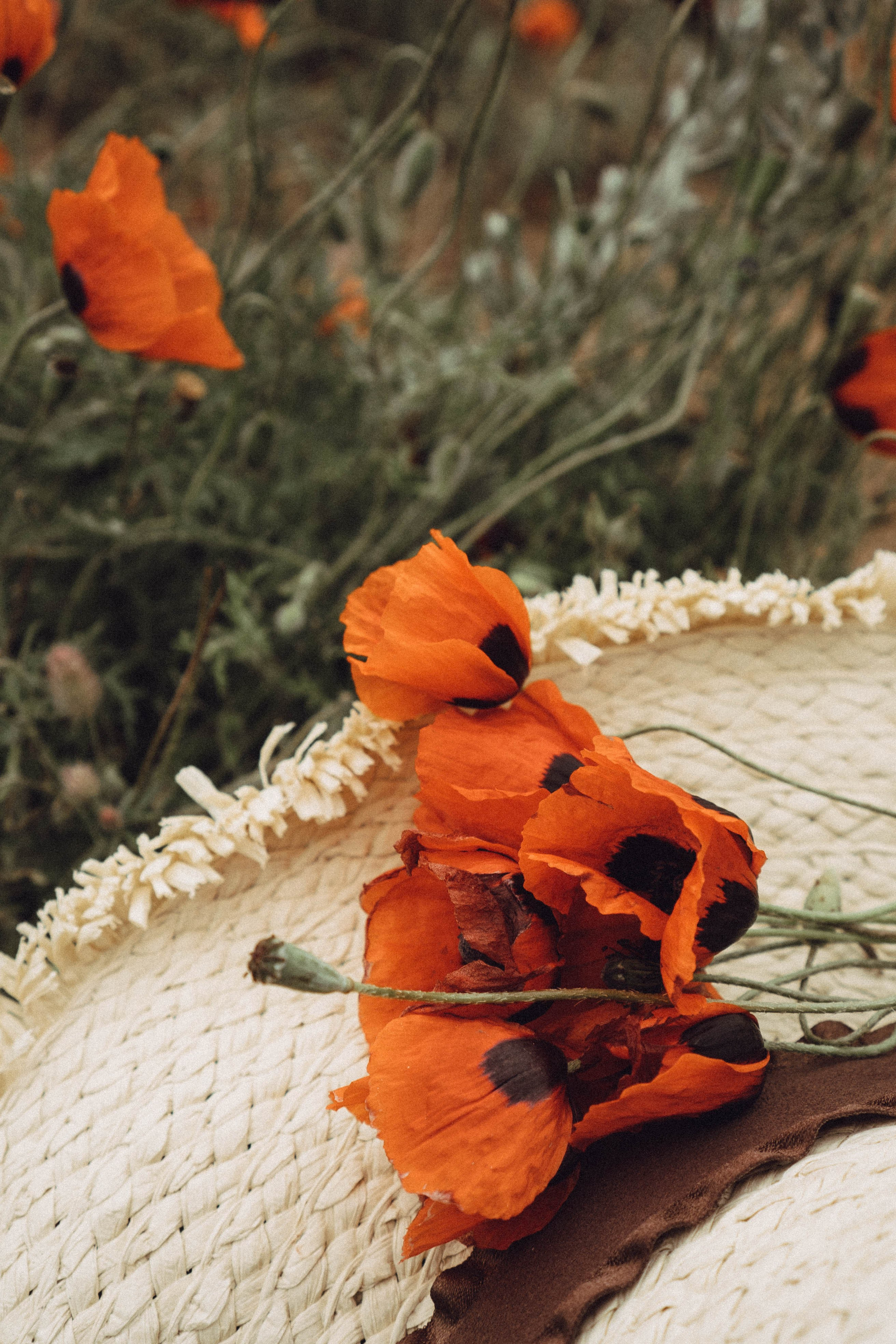 Кавказ. Профессиональный фотограф, Санкт-Петербург — Виктория Богомолова