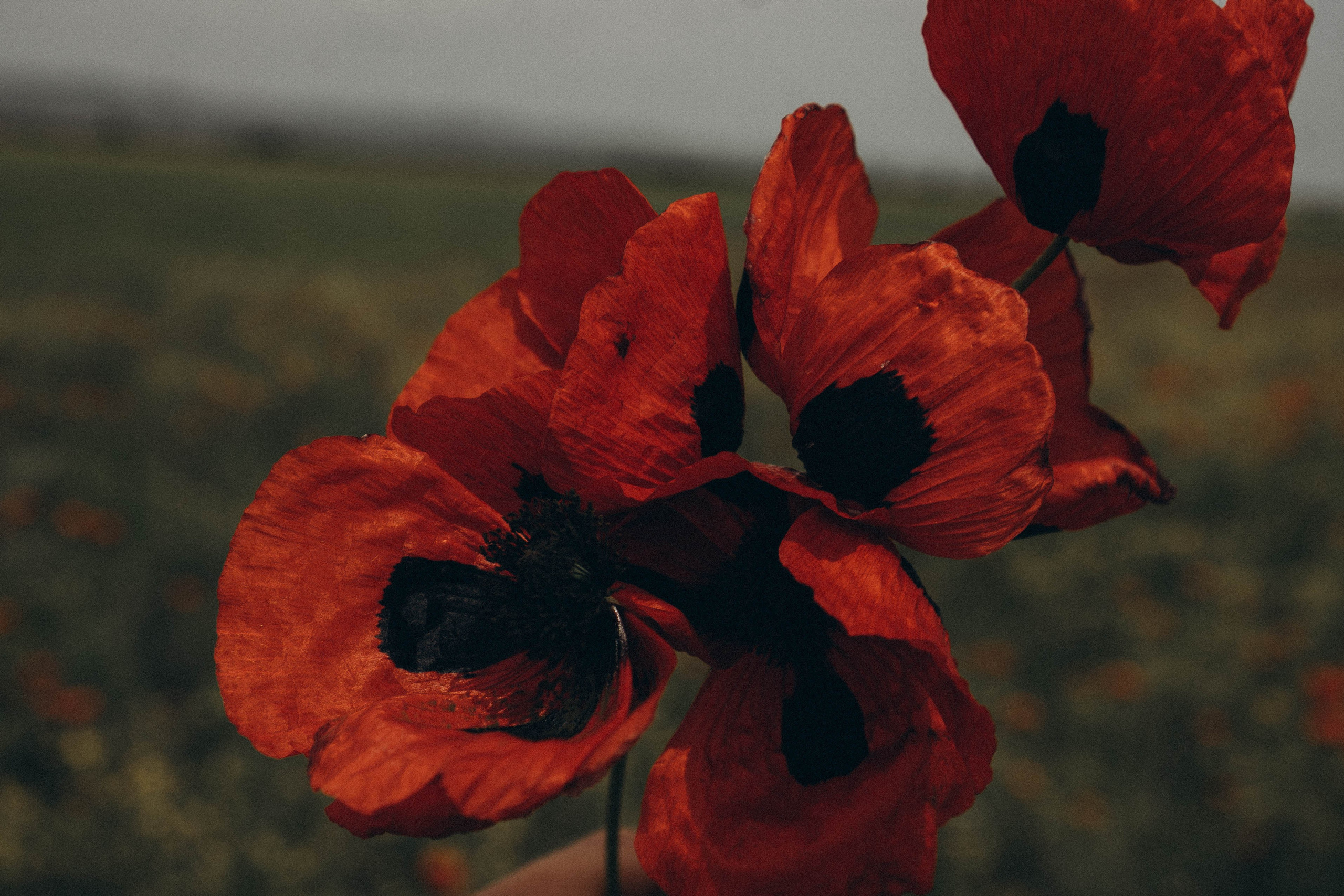 Путешествие в Дагестане. Профессиональный фотограф, Санкт-Петербург — Виктория Богомолова