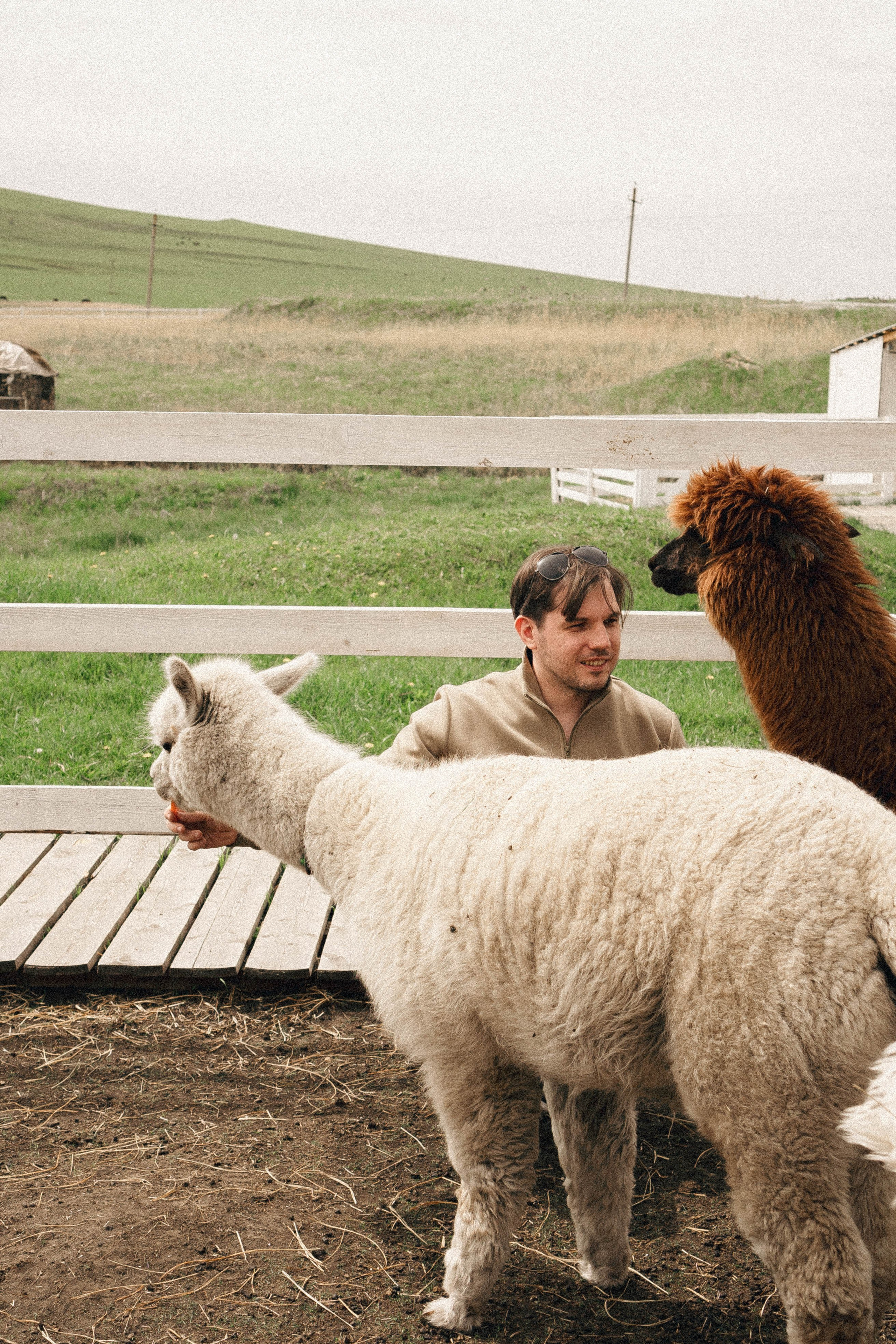 Ферма Альпак. Профессиональный фотограф, Санкт-Петербург — Виктория Богомолова
