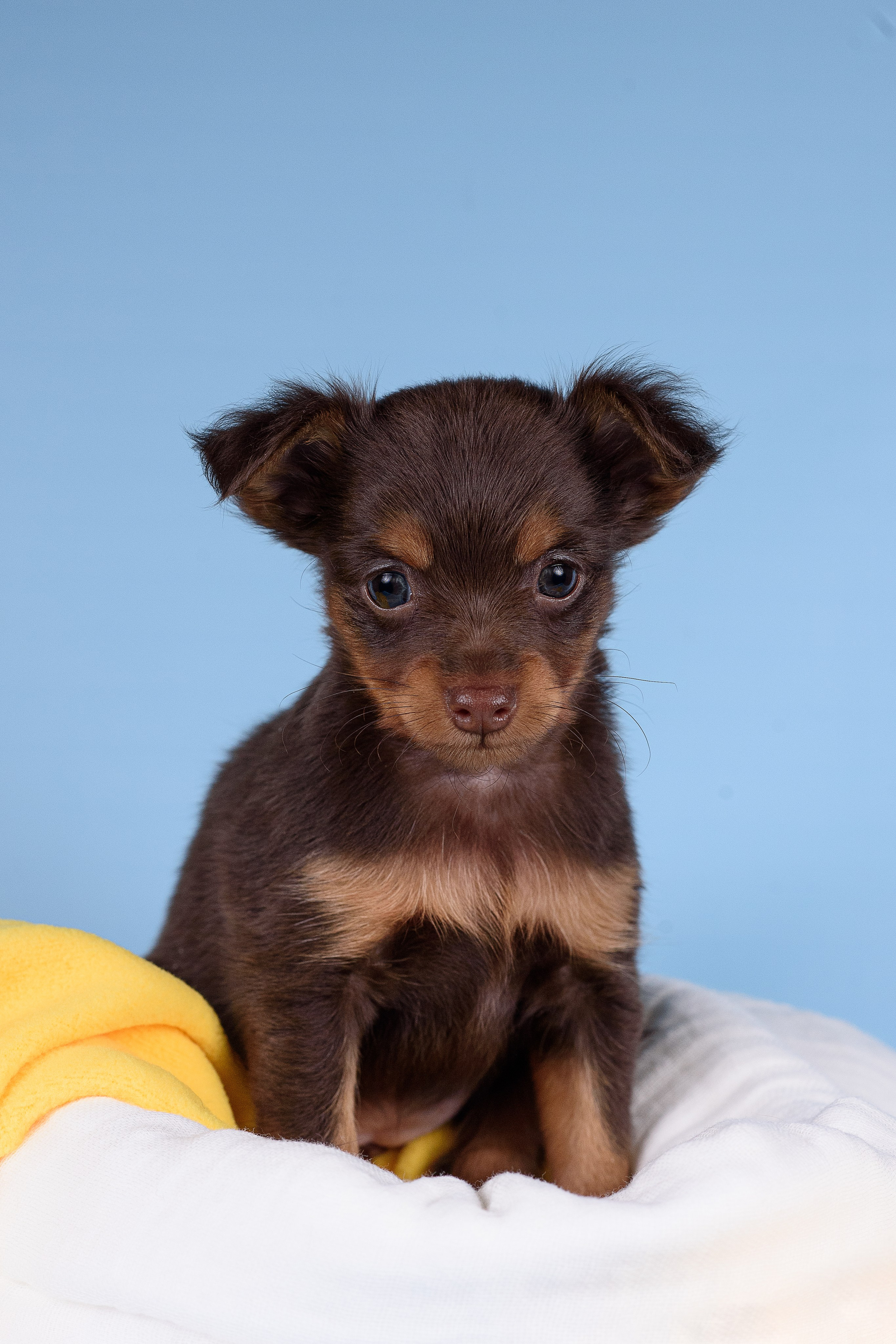 Щенки Пражских крысариков -13.04.2024. Фотограф — Анималист | Анна Абрамова