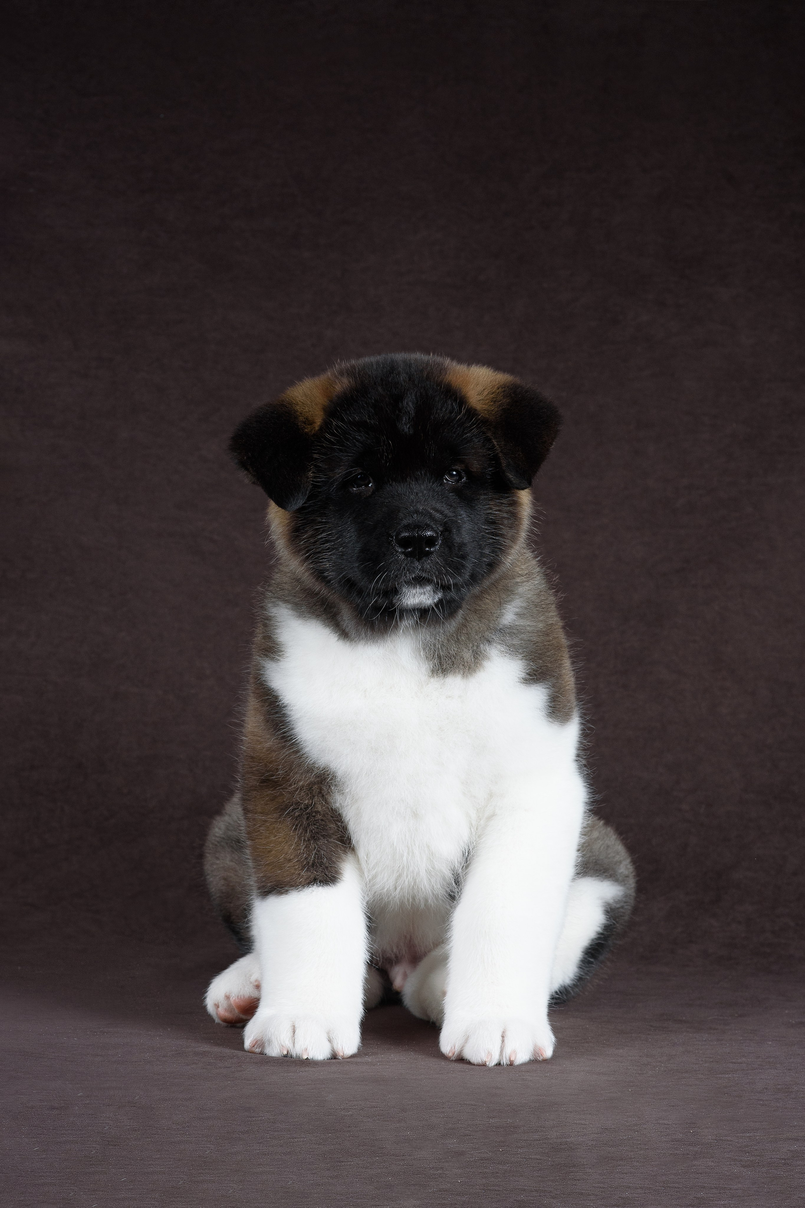 Щенки Американской Акиты (GRAND AMAK) Цезарь и Ника — 15.03.2024. Фотограф — Анималист | Анна Абрамова