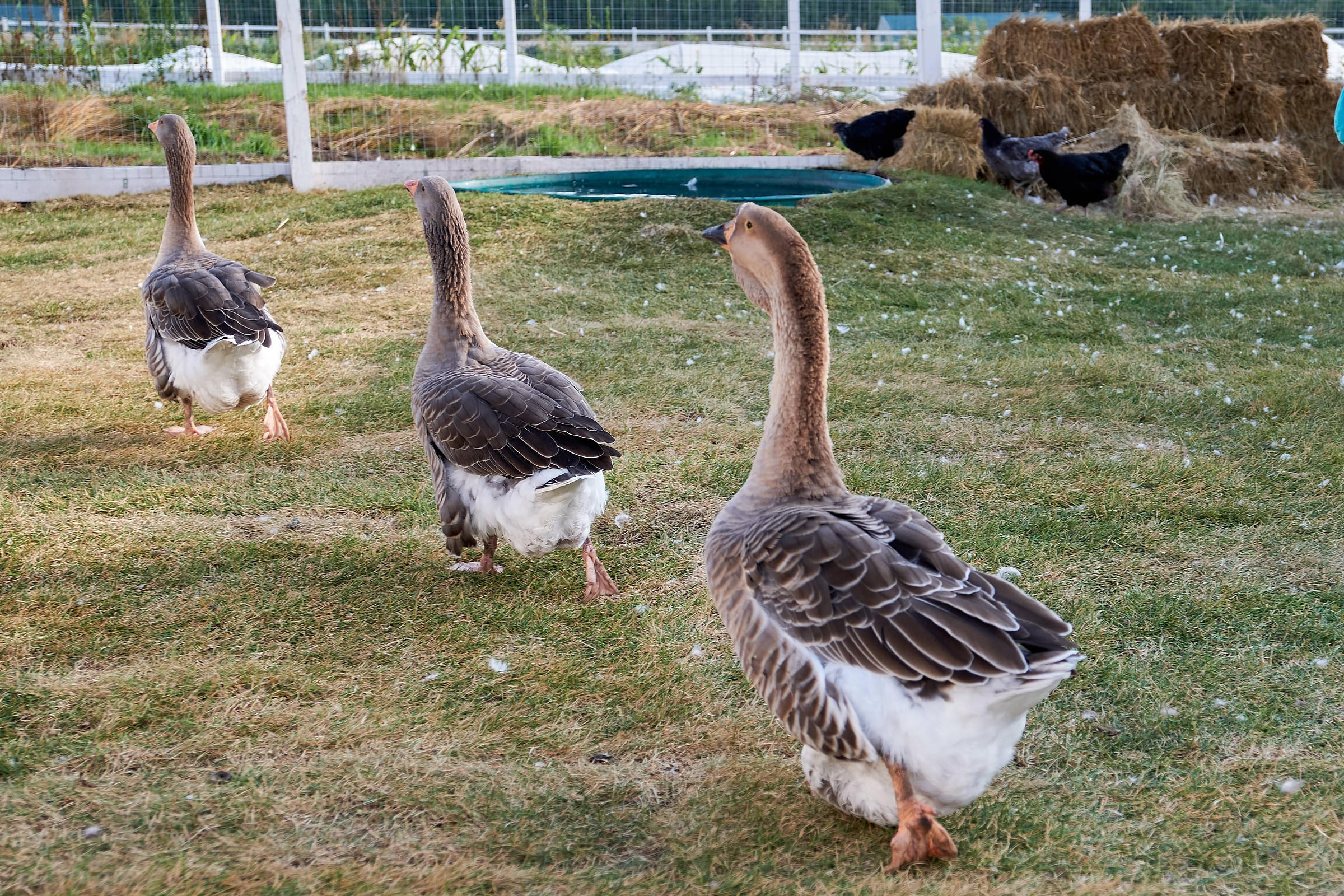 Фотосъёмка события на ферме Основание | Репортаж. Фотограф на мероприятие, свадьбу в Тольятти, Самара | Демотченко Андрей