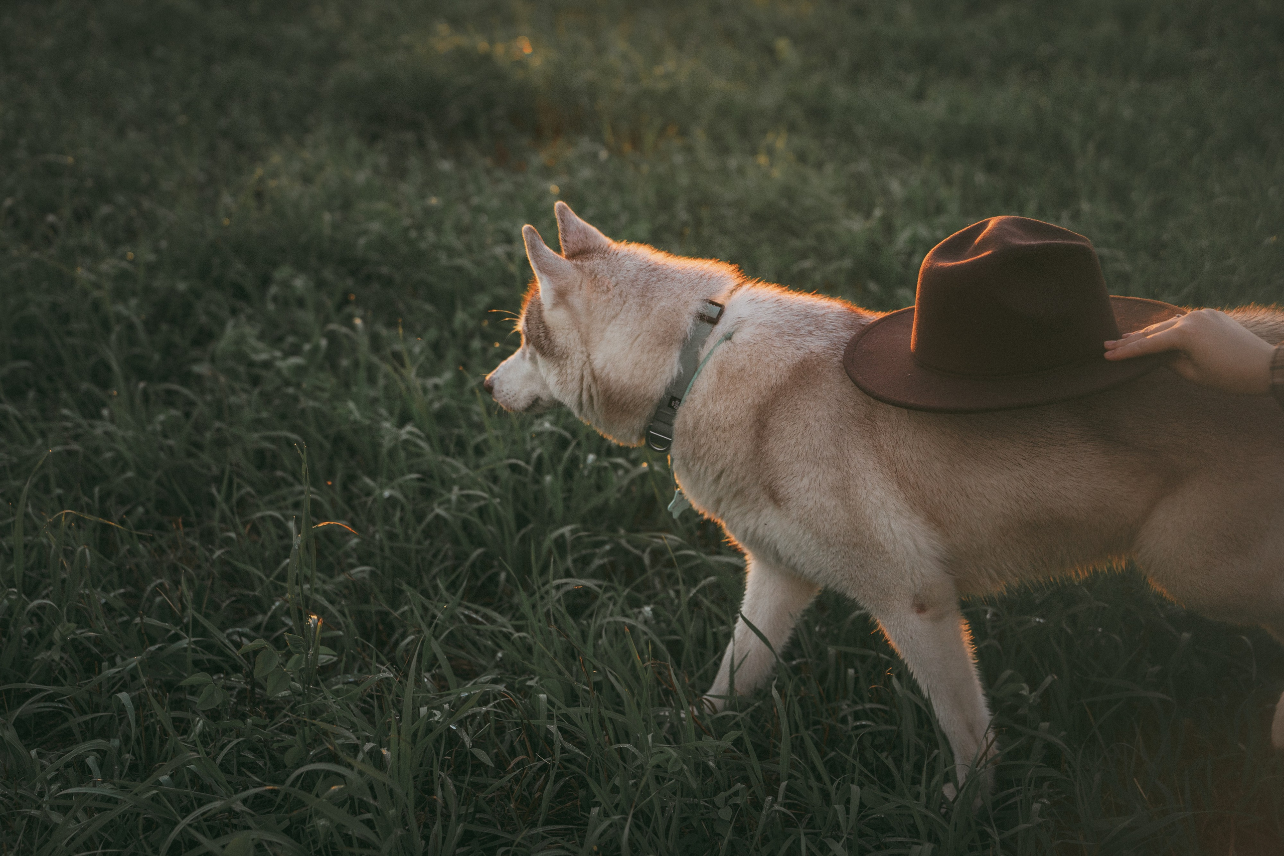 Мария и Джесси. Фотограф анималист в Москве и Санкт-Петербурге Свиридова Анна